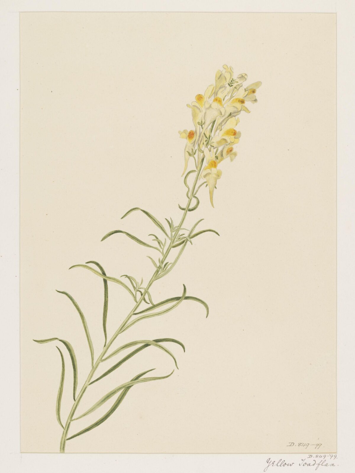 Drawing