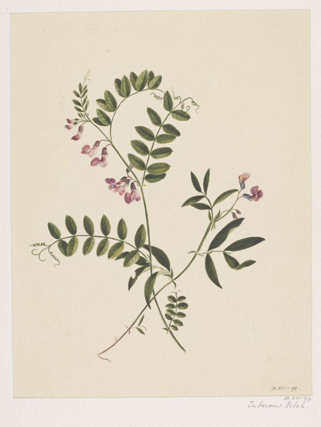 Unknown, Drawing