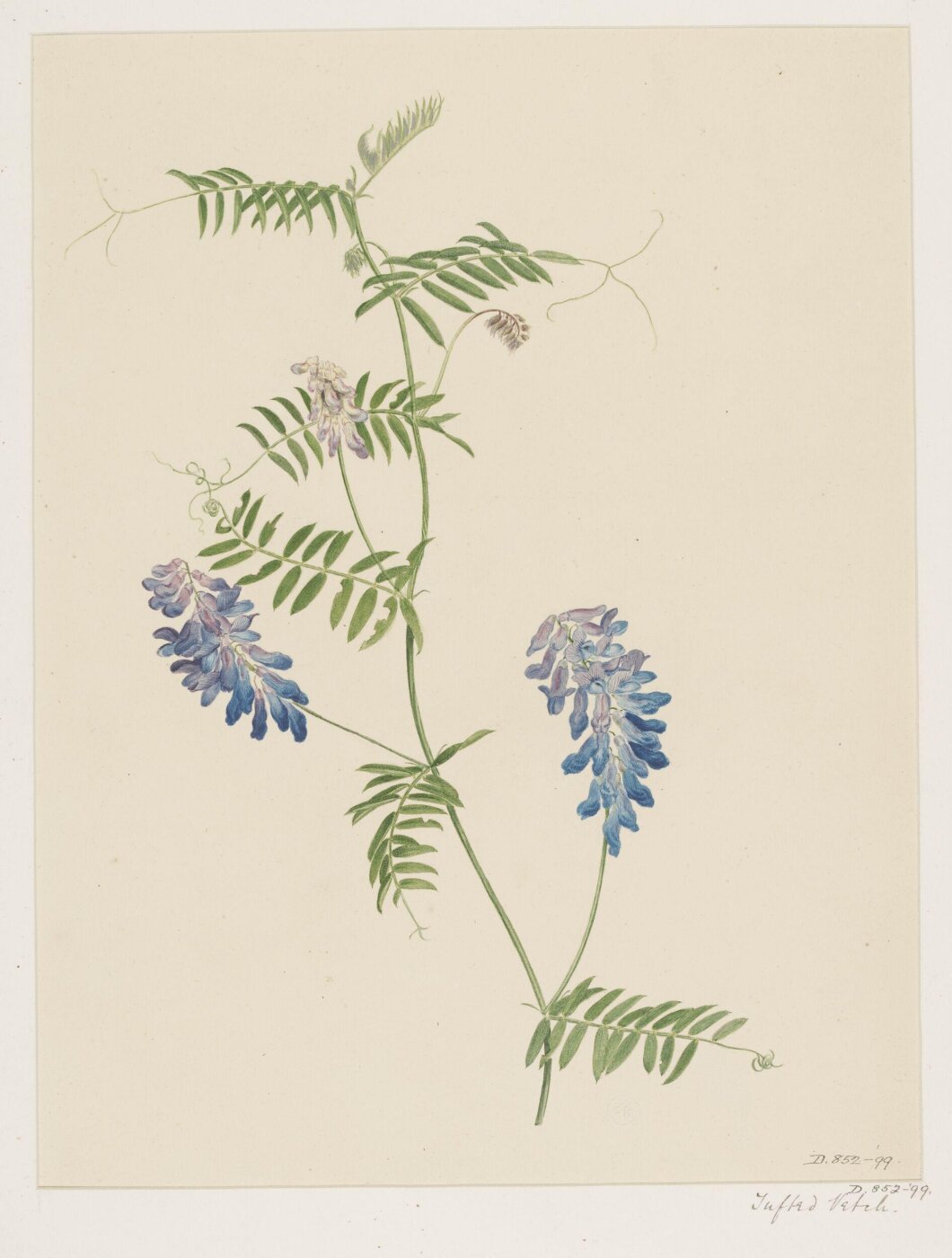 Unknown, Drawing