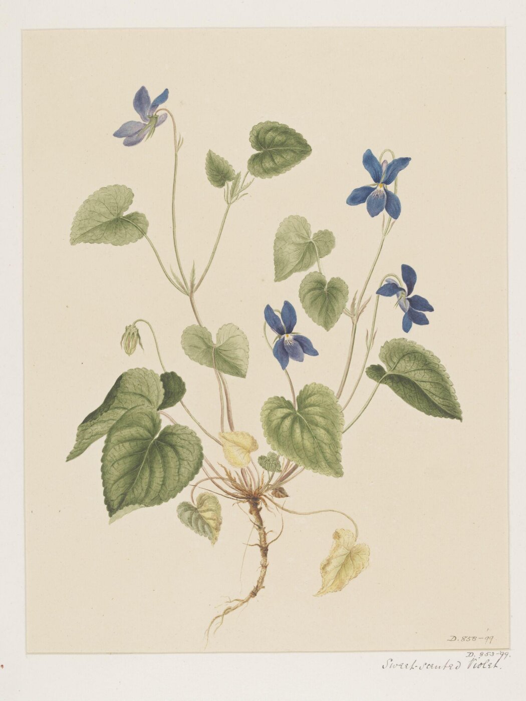 Unknown, Drawing