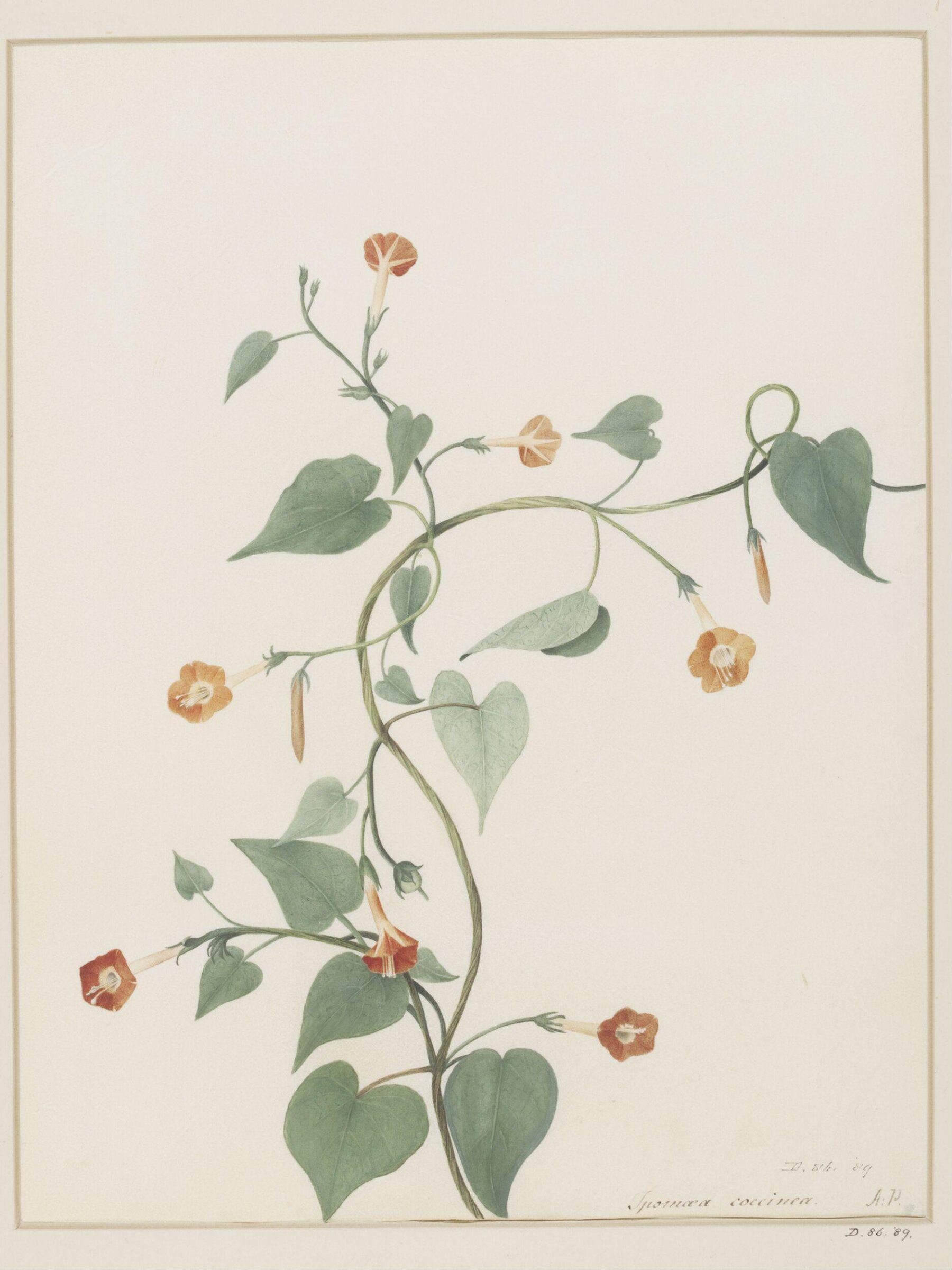 Drawing, A. Power, ca. 1800