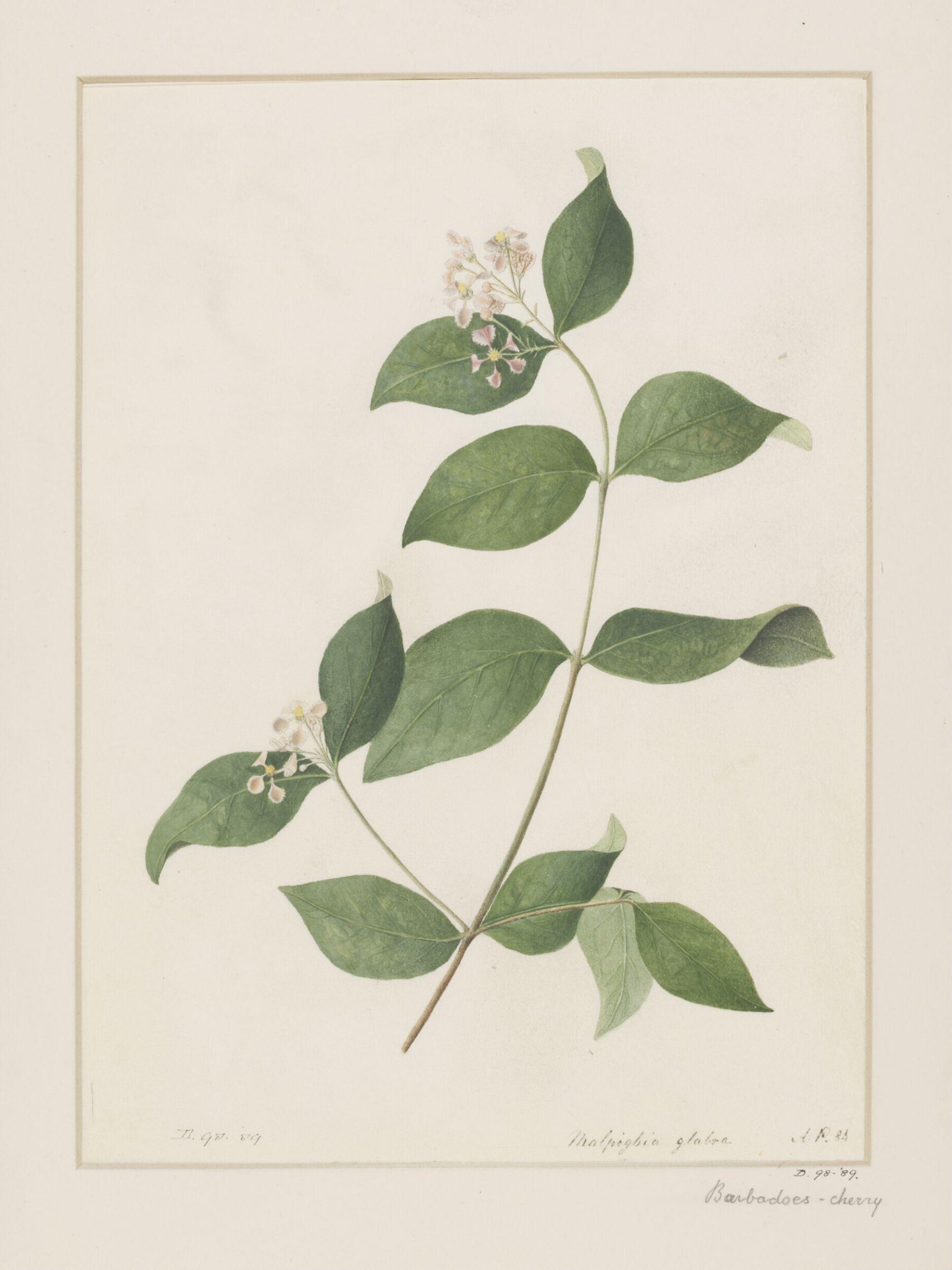 Drawing, A. Power, ca. 1800