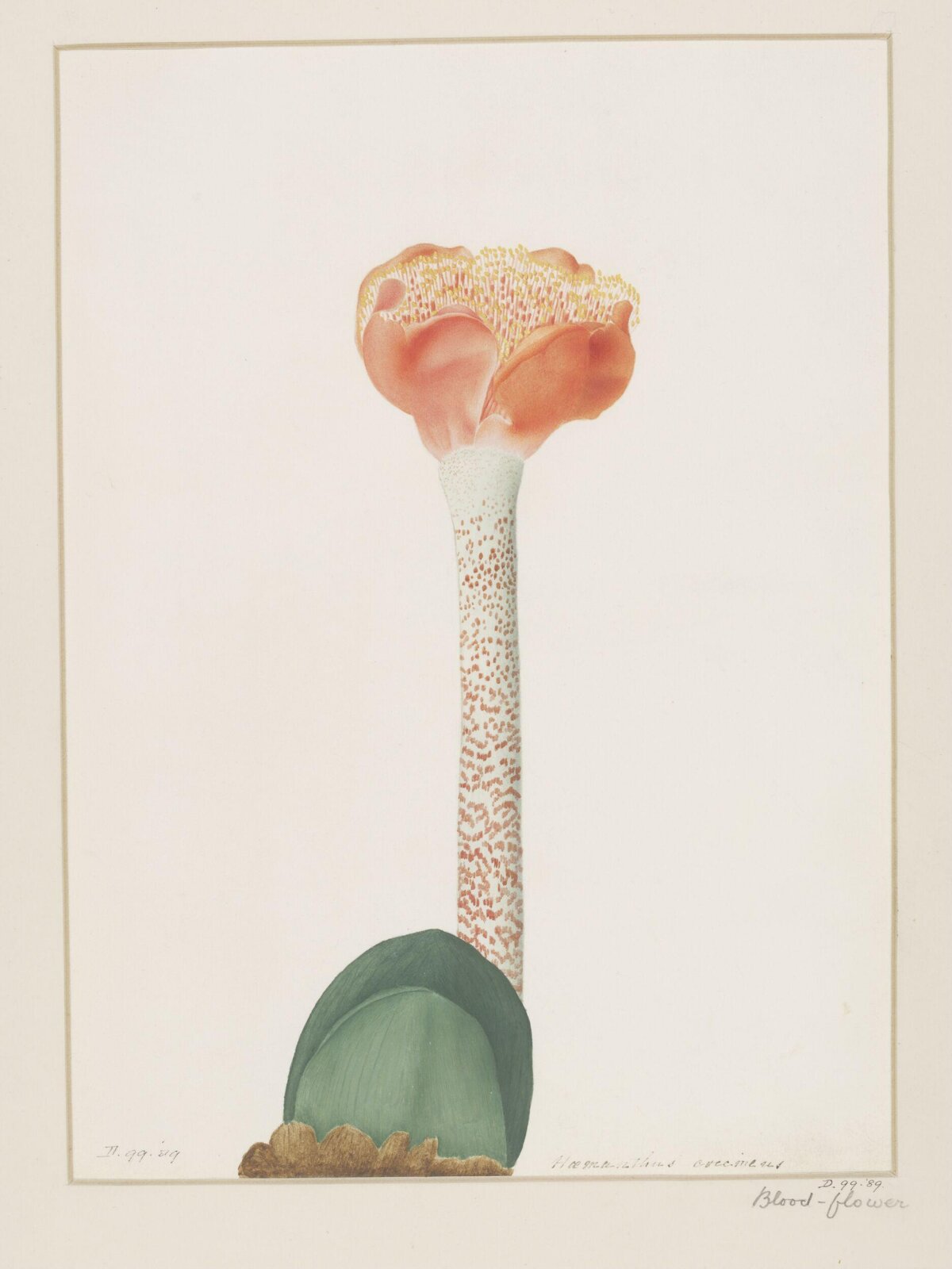 Drawing, A. Power, ca. 1800