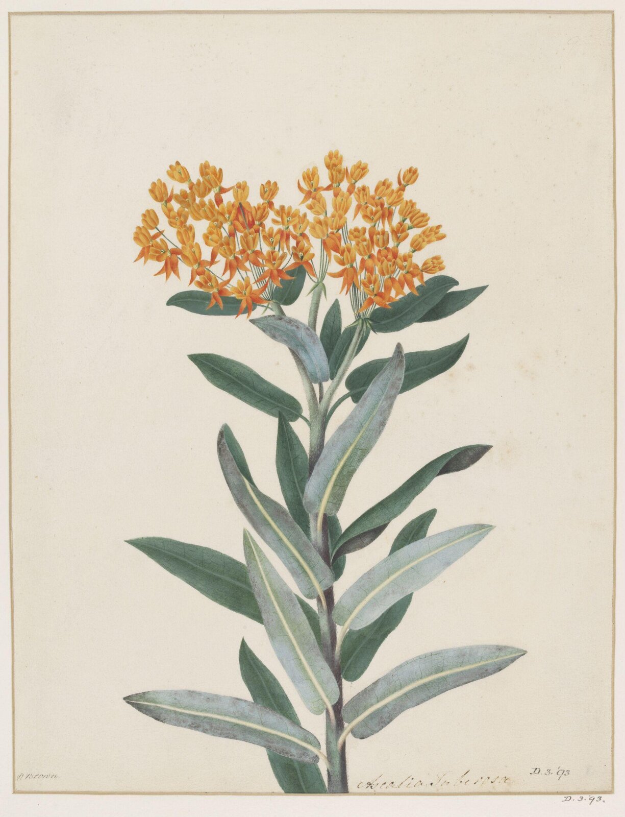 Drawing, Peter Brown, late 18th century