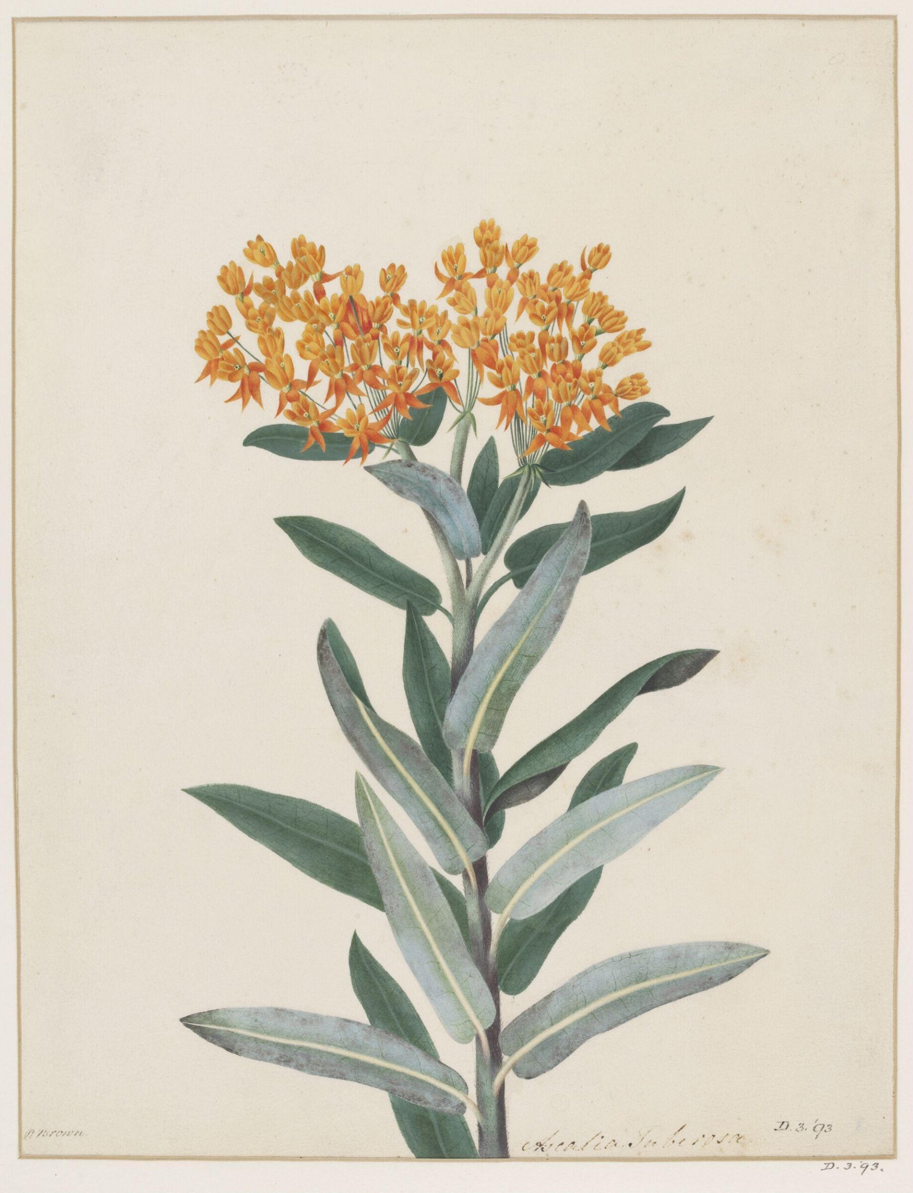 Drawing, Peter Brown, late 18th century
