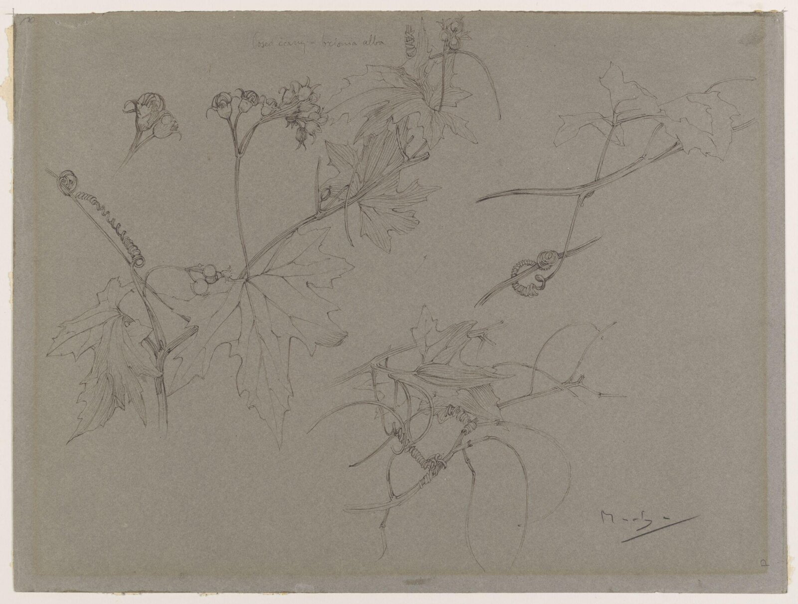 Drawing, Alphonse Mucha, late 19th century to mid 20th century