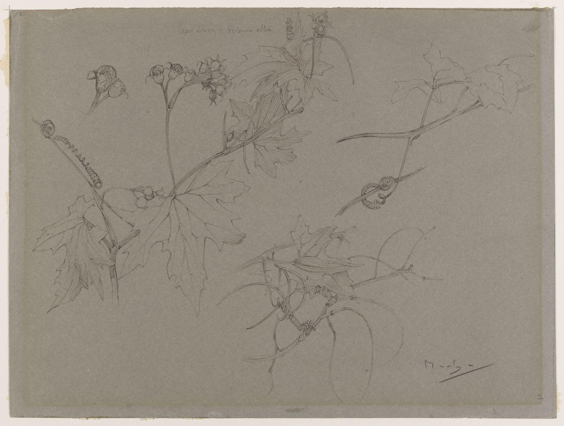 Drawing, Alphonse Mucha, late 19th century to mid 20th century