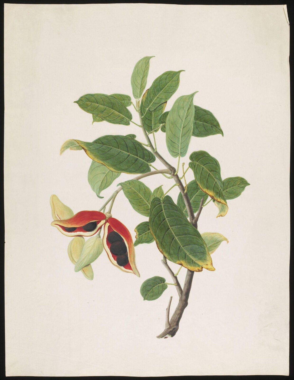 Watercolour drawing, first quarter 19th century