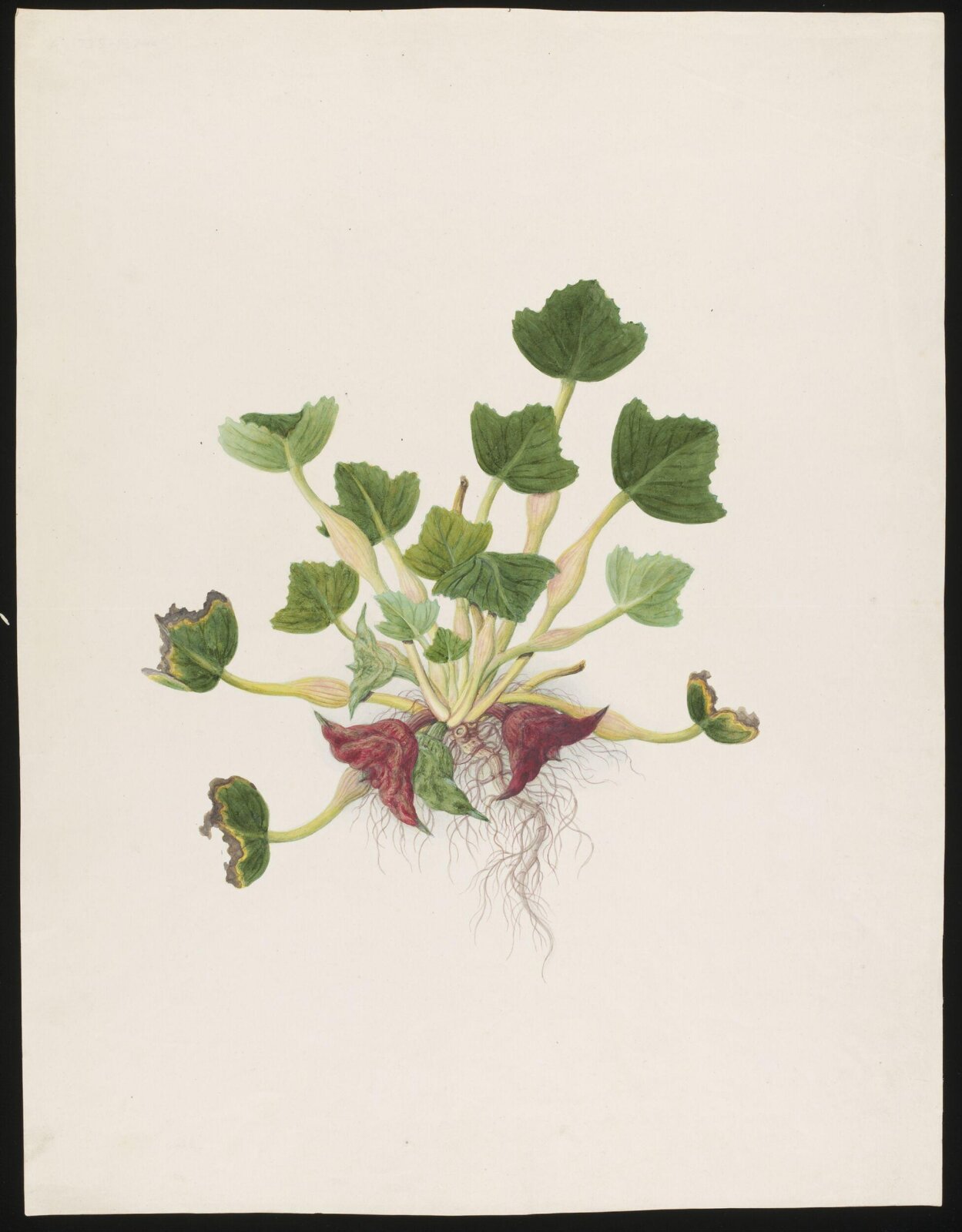 Watercolour drawing, first quarter 19th century