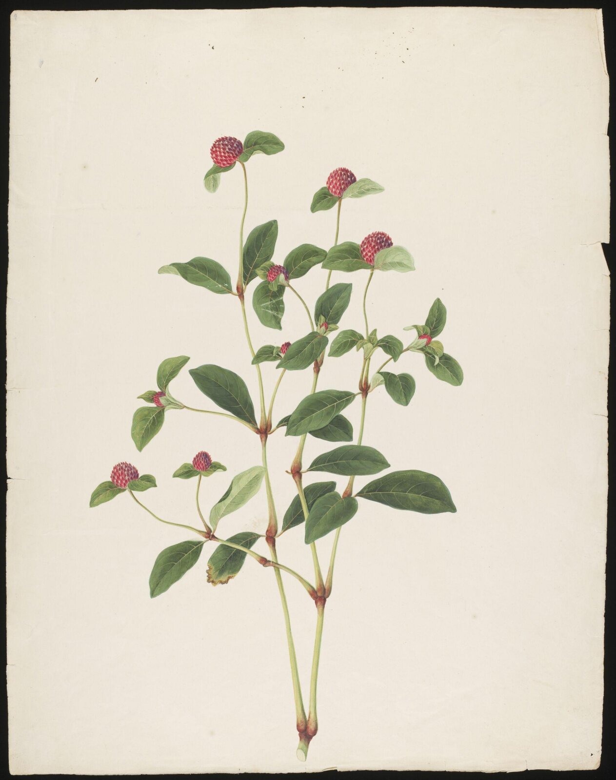 Watercolour drawing, first quarter 19th century