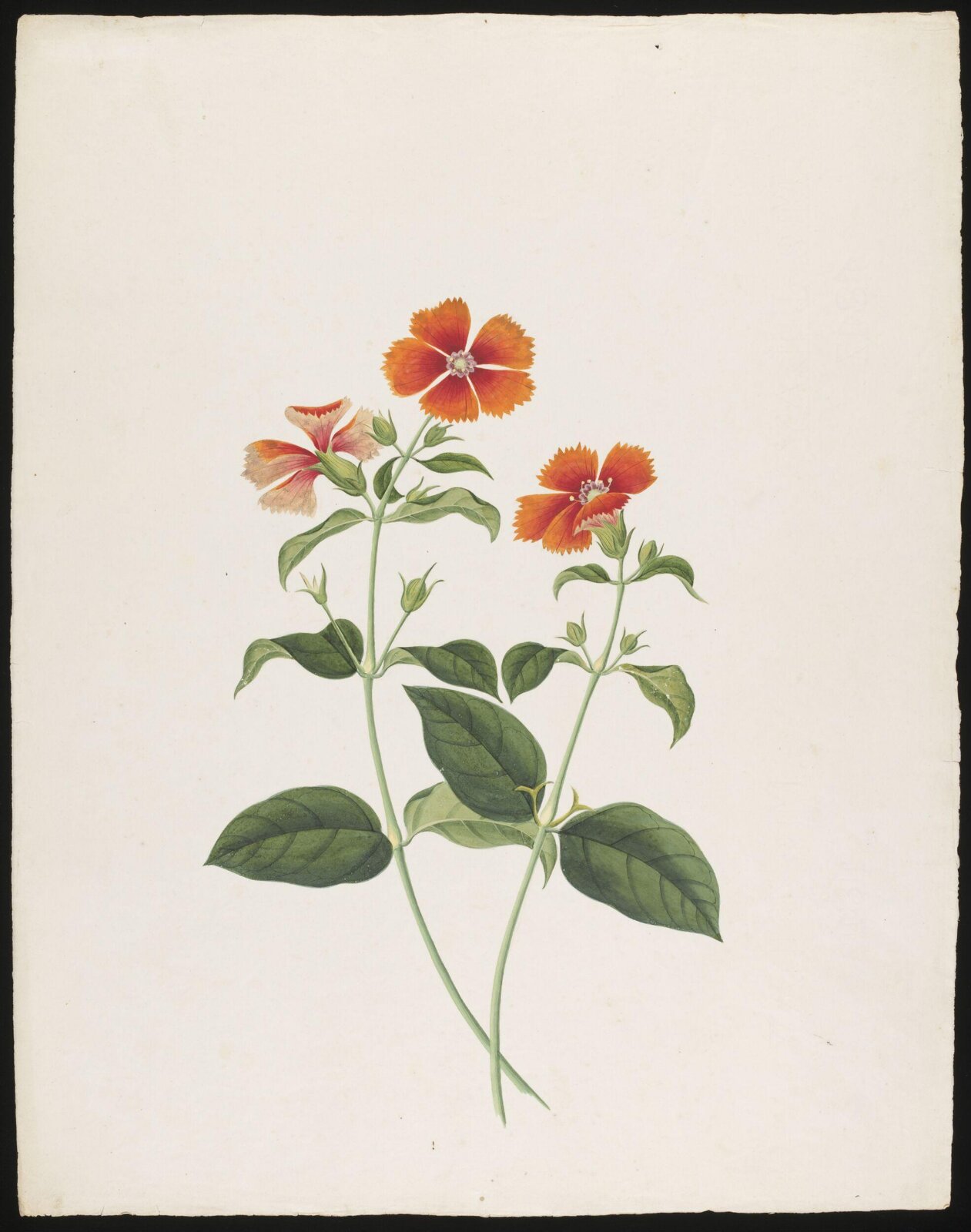 Watercolour drawing, first quarter 19th century
