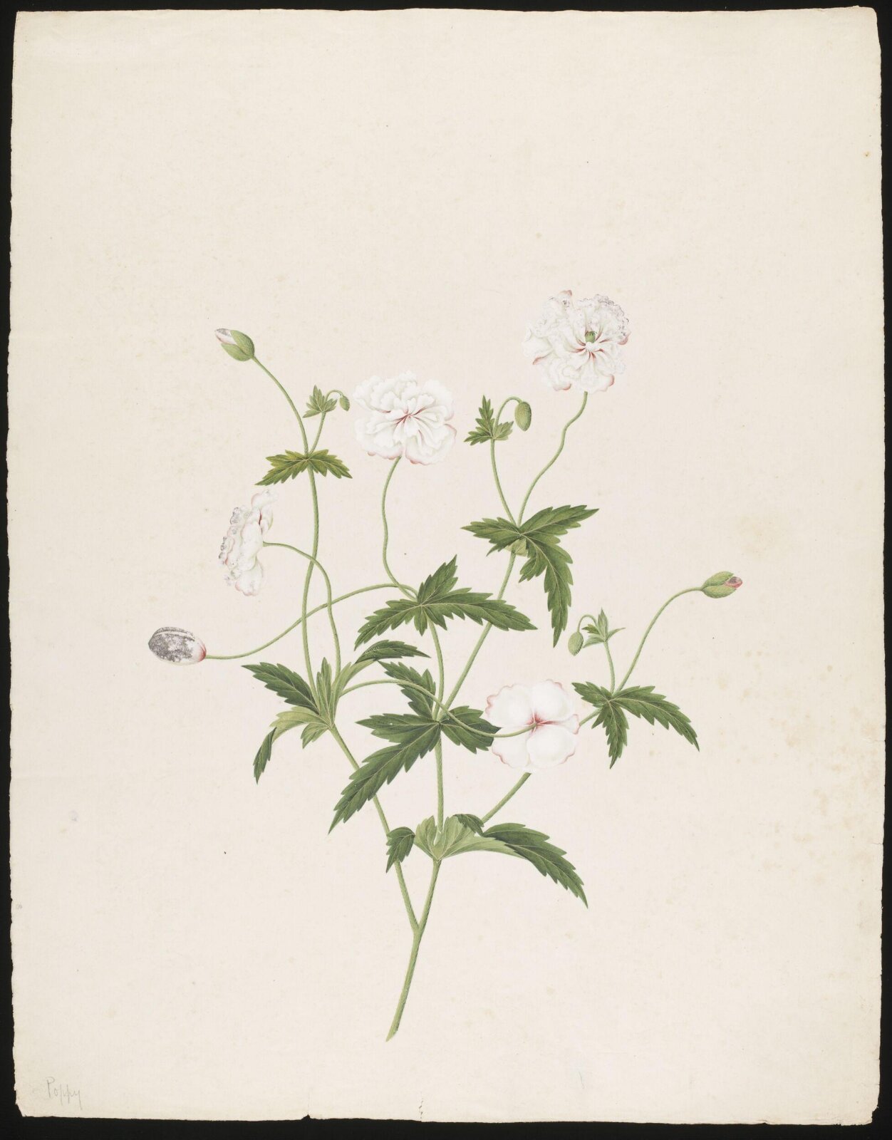 Watercolour drawing, first quarter 19th century