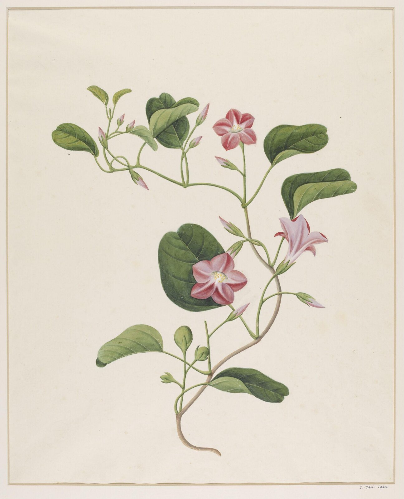 Watercolour drawing, first quarter 19th century
