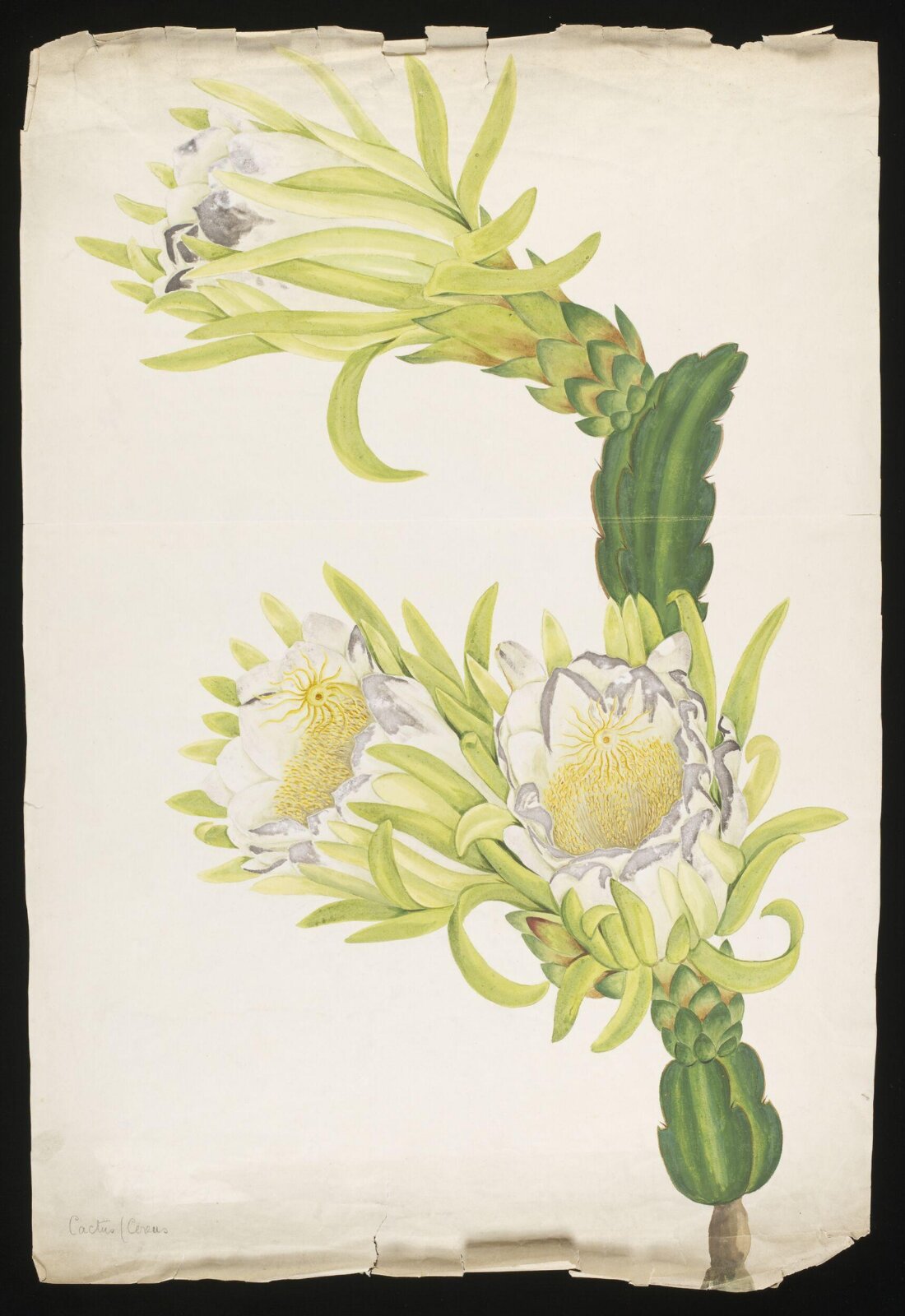 Watercolour drawing, first quarter 19th century