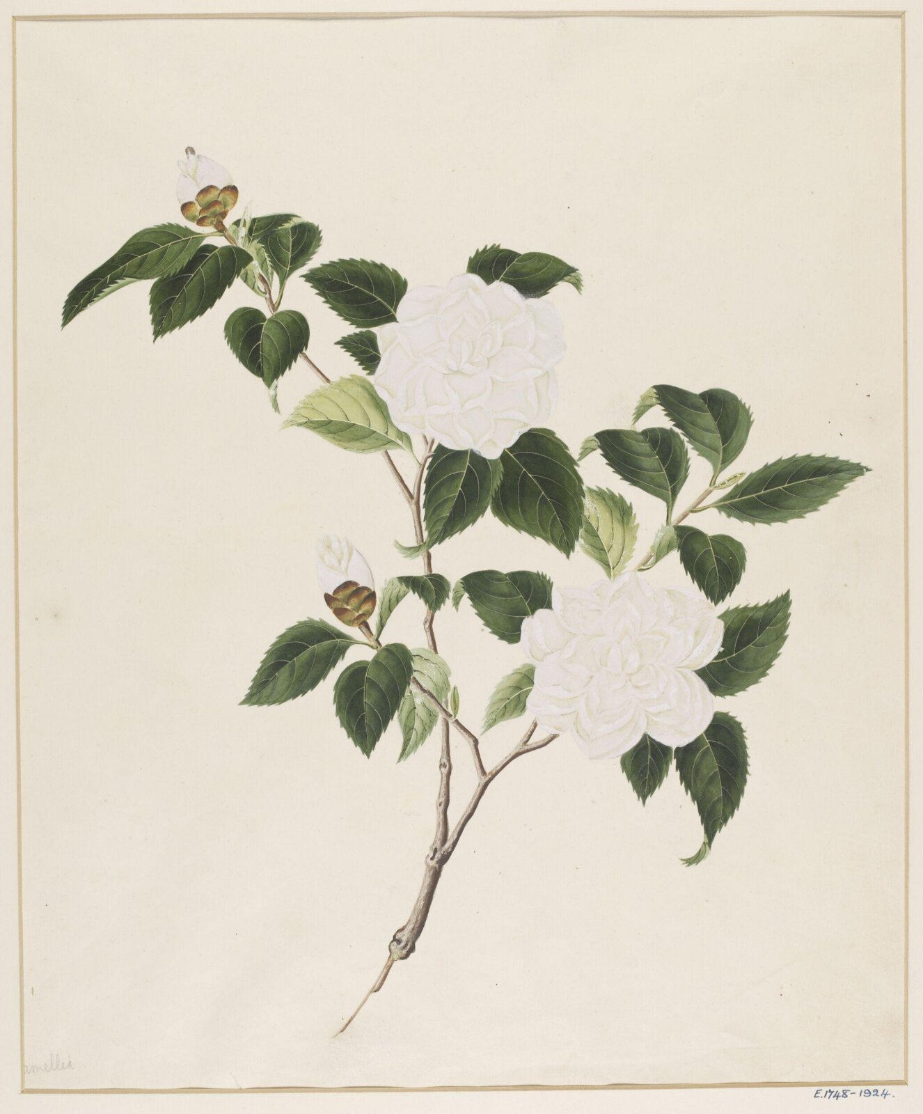 Watercolour drawing, first quarter 19th century