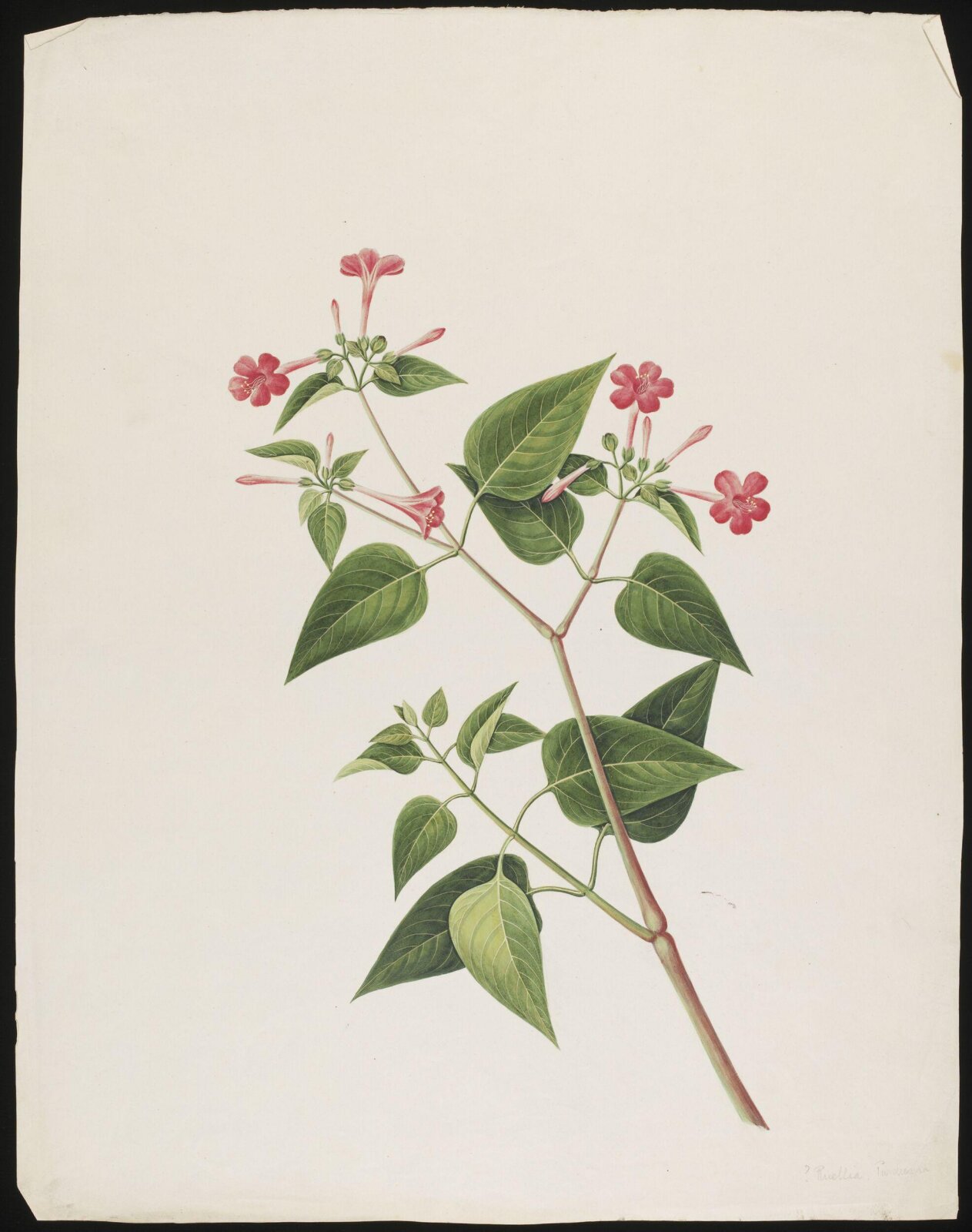 Watercolour drawing, first quarter 19th century