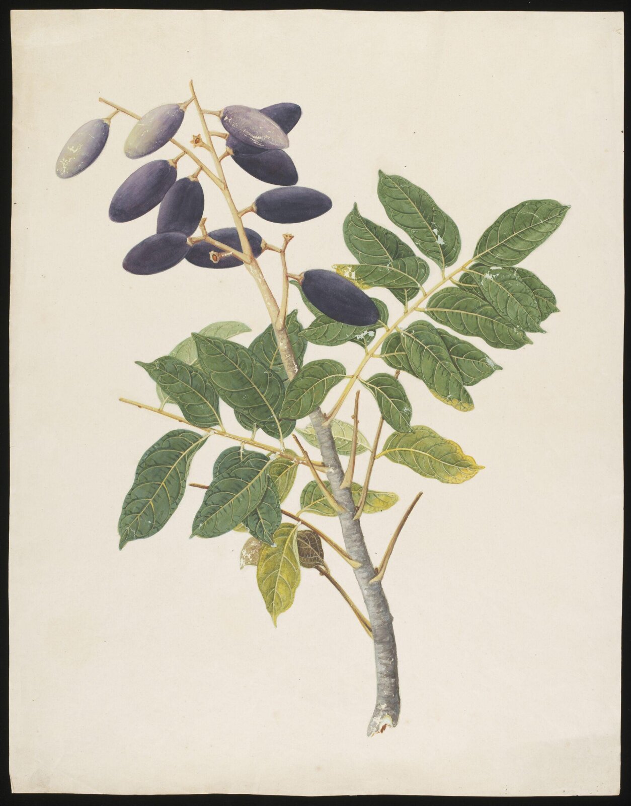 Watercolour drawing, first quarter 19th century