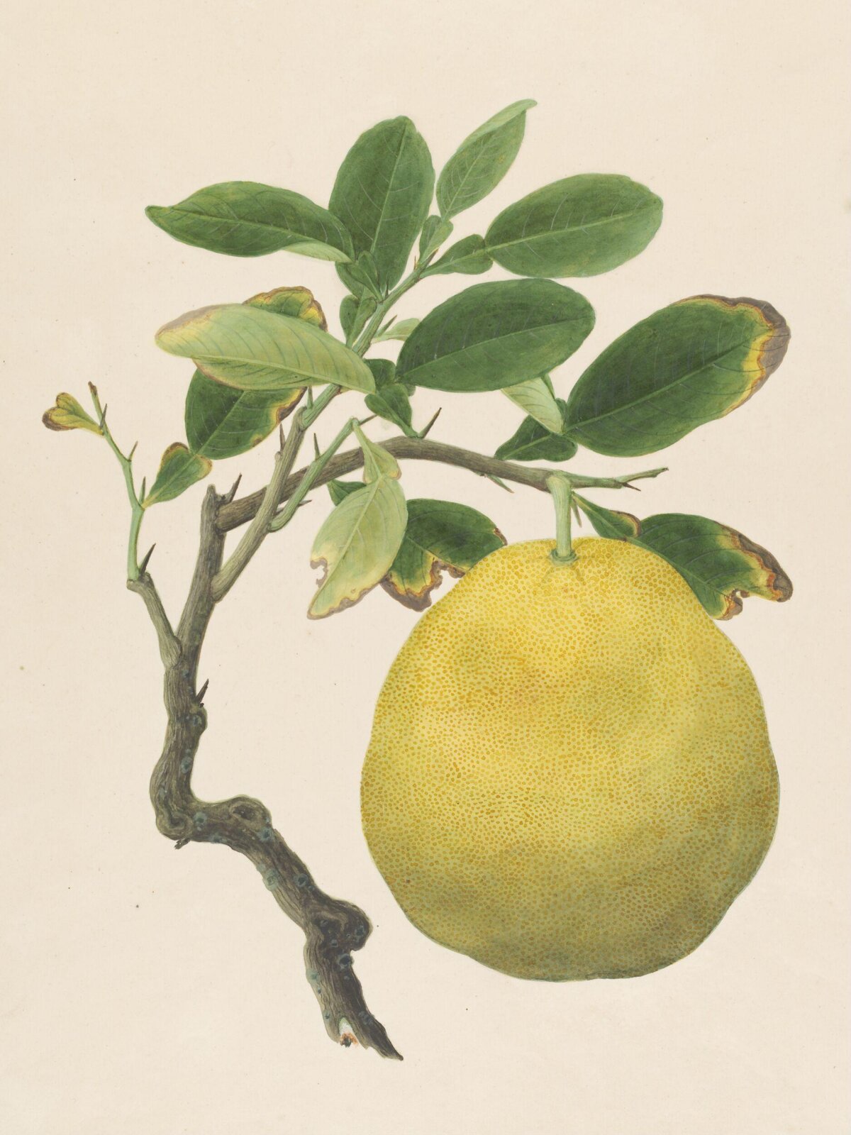 Watercolour drawing, first quarter 19th century