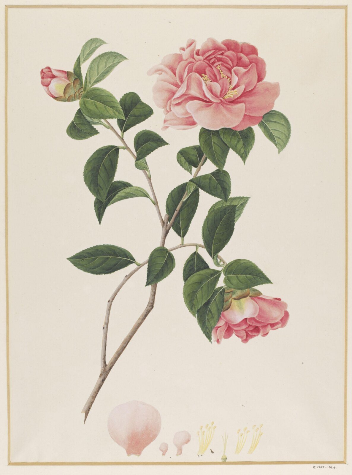 Watercolour drawing, first quarter 19th century