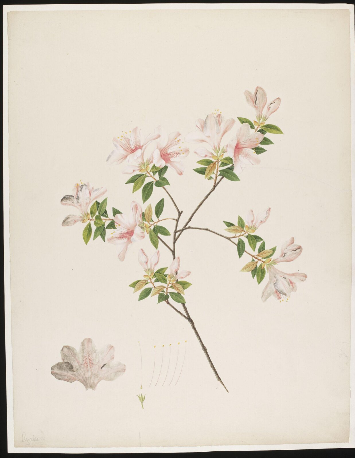 Watercolour drawing, first quarter 19th century