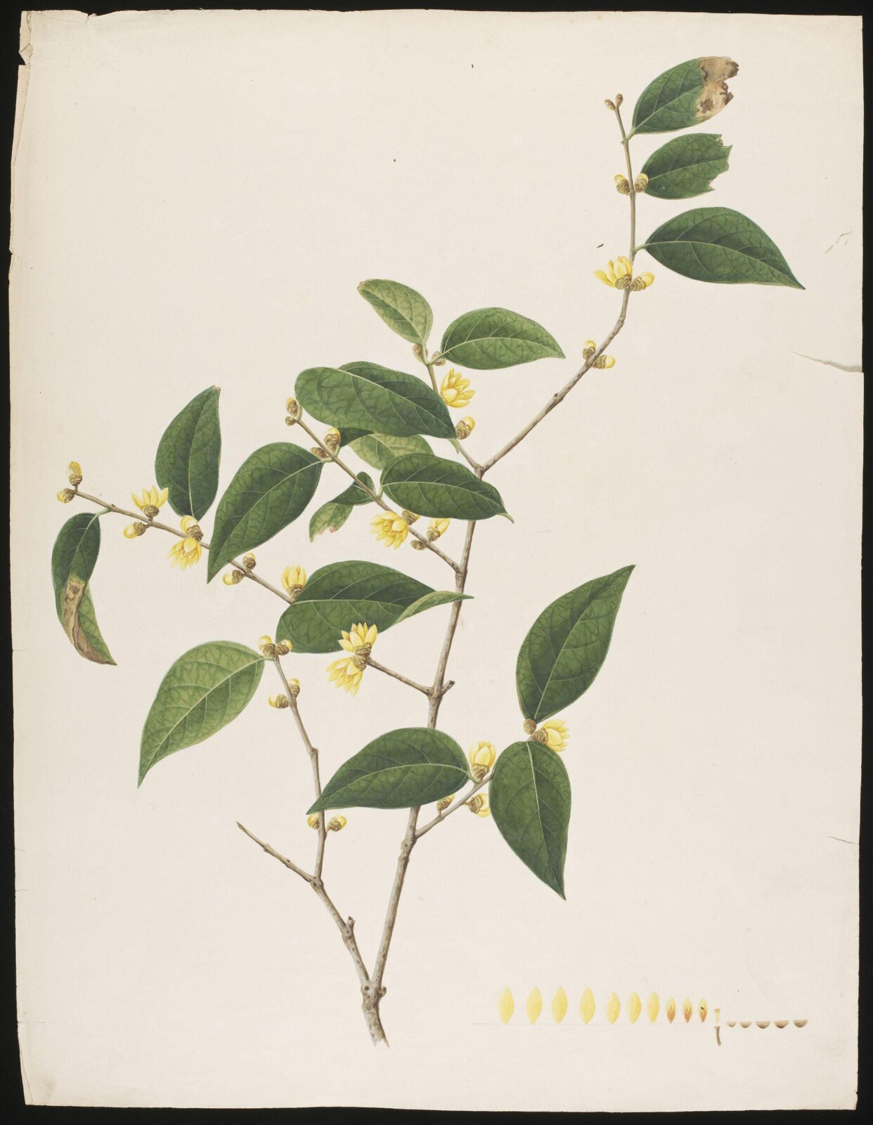 Watercolour drawing, first quarter 19th century