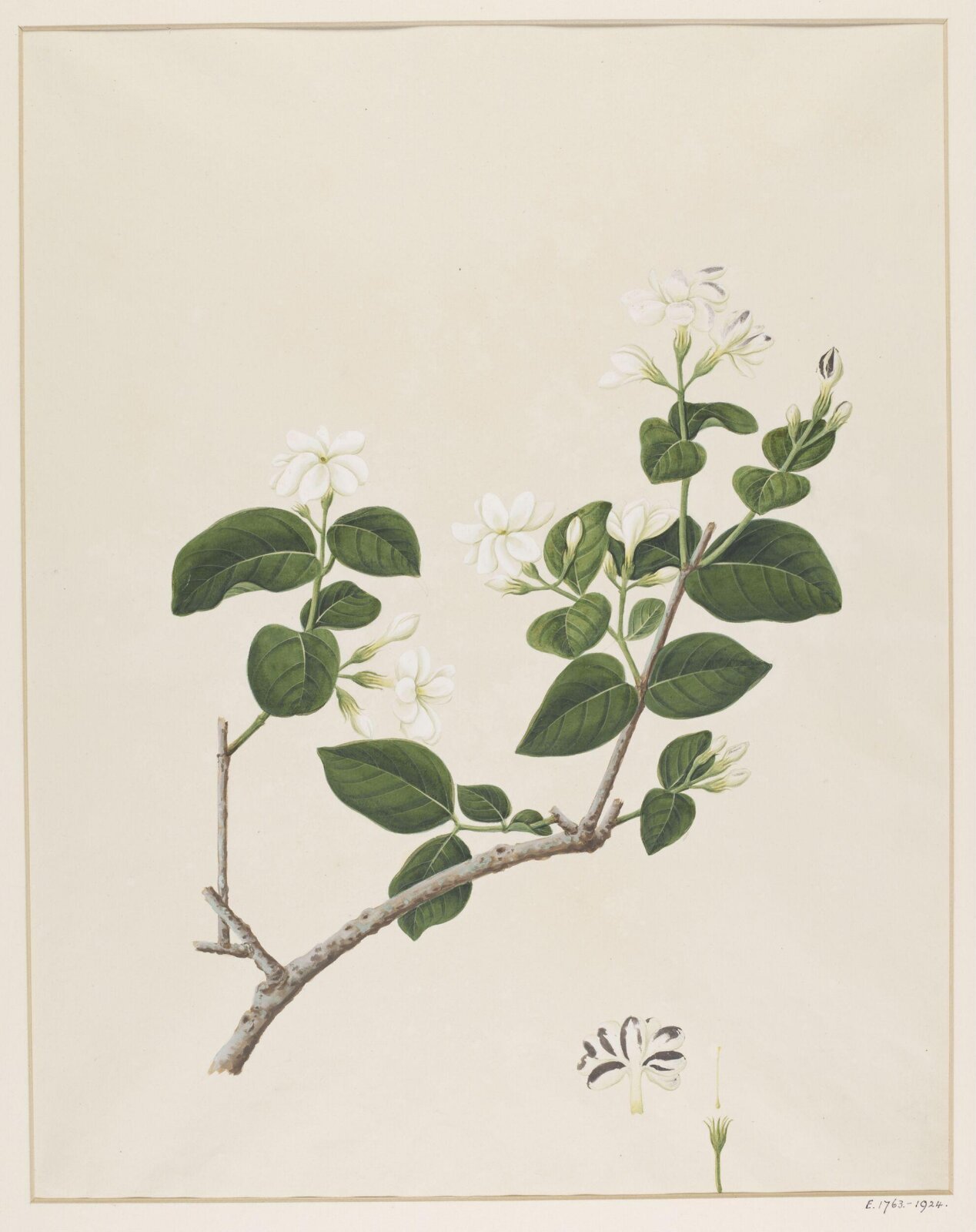 Watercolour drawing, first quarter 19th century