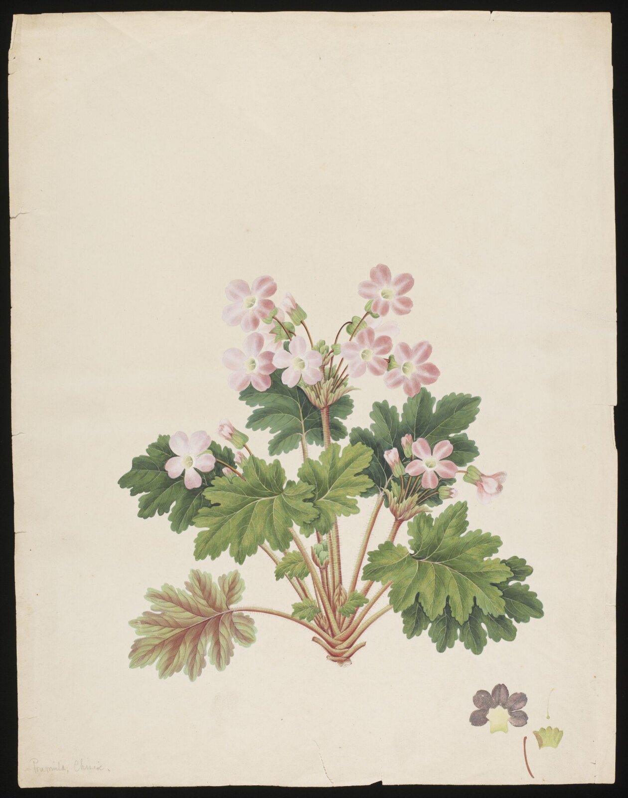 Watercolour drawing, first quarter 19th century