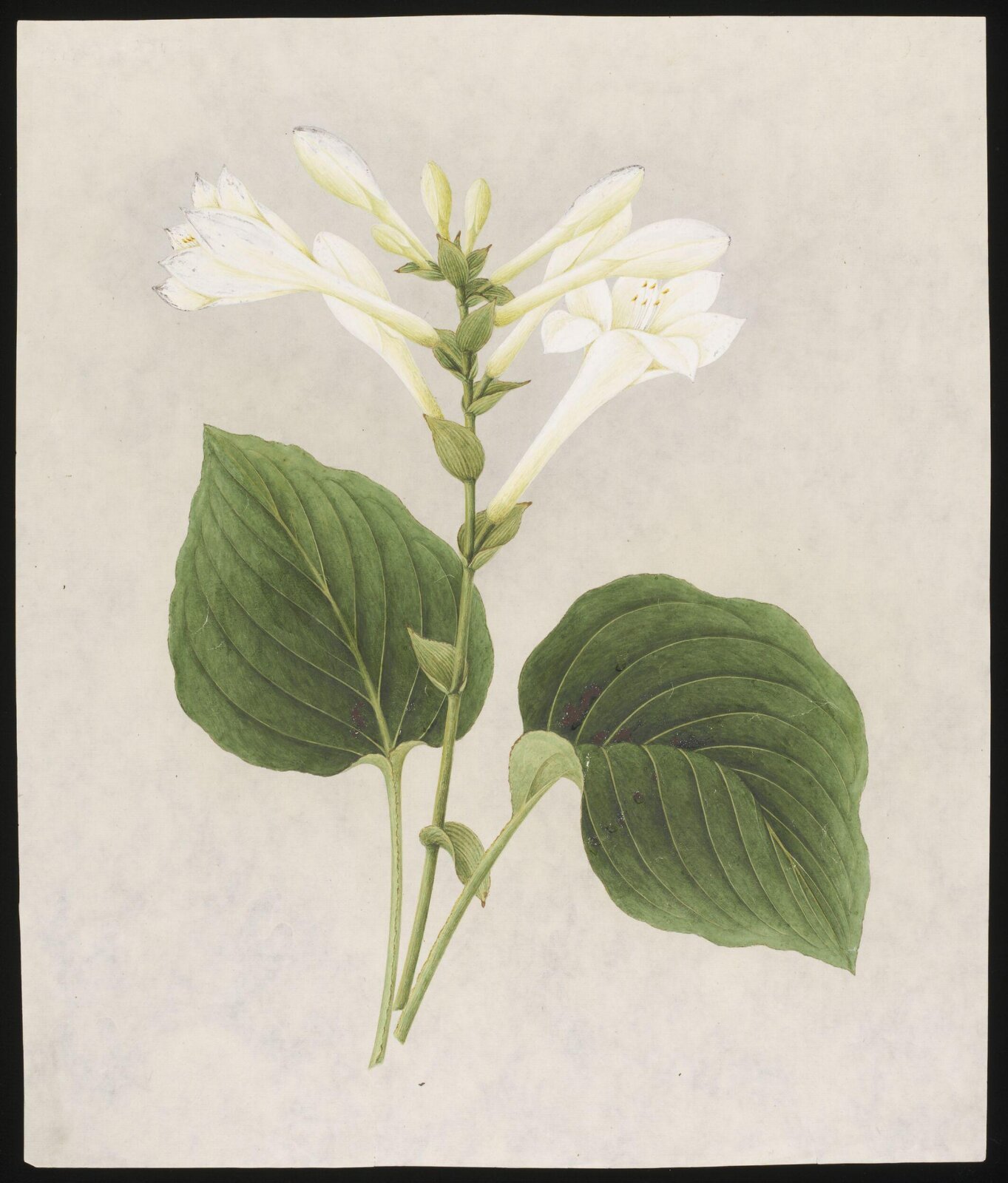 Watercolour drawing, first quarter 19th century