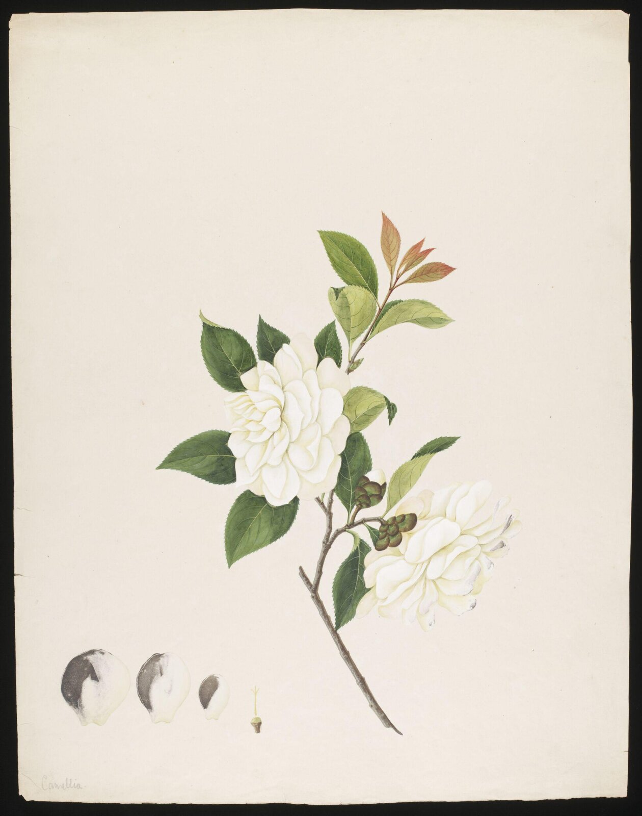 Watercolour drawing, first quarter 19th century