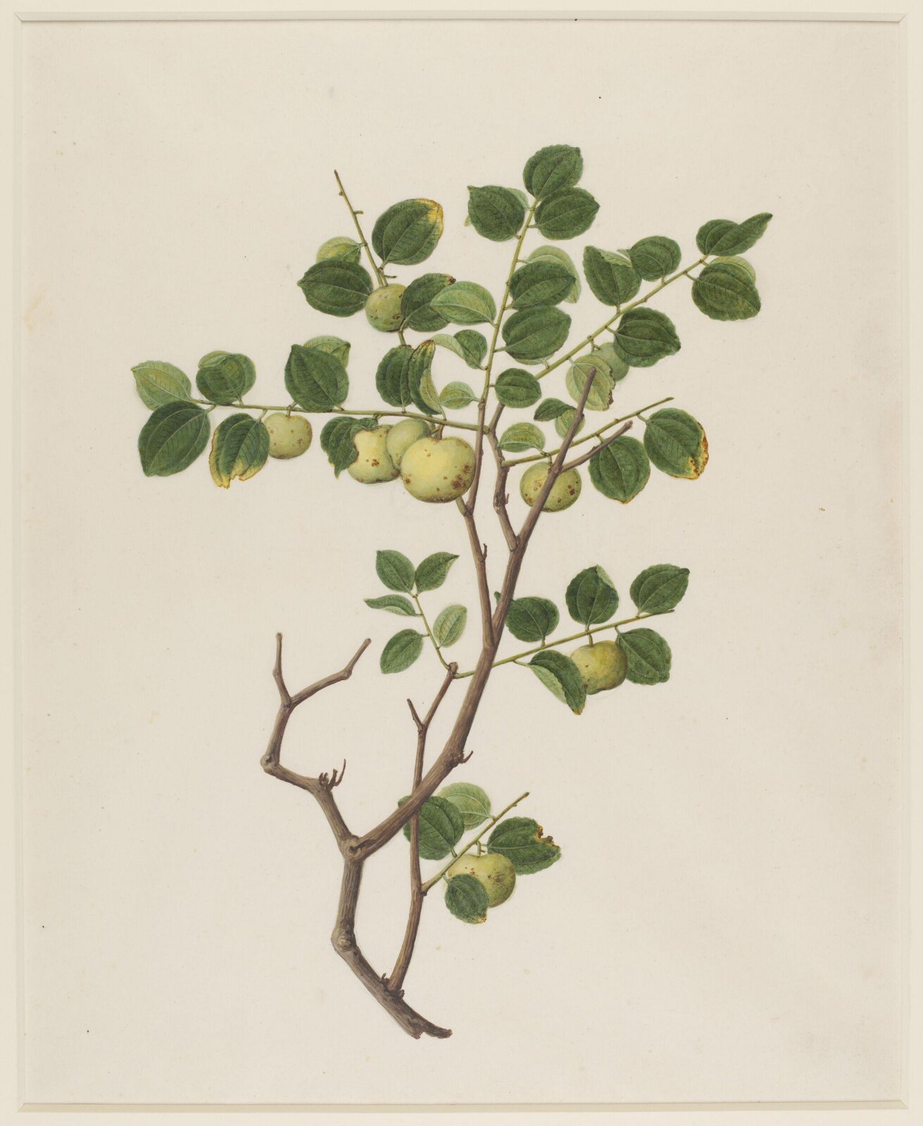 Watercolour drawing, first quarter 19th century