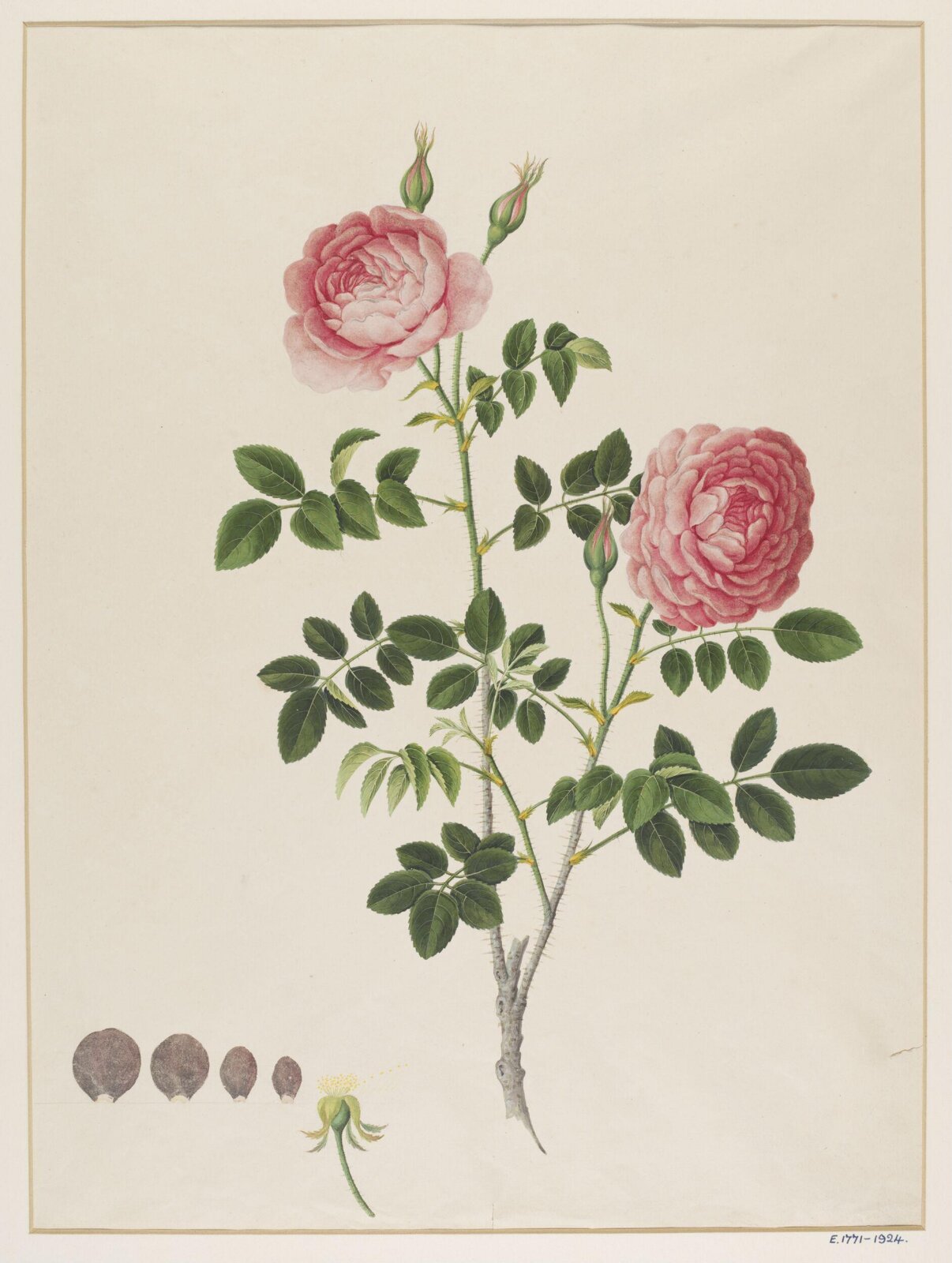 Watercolour drawing, first quarter 19th century