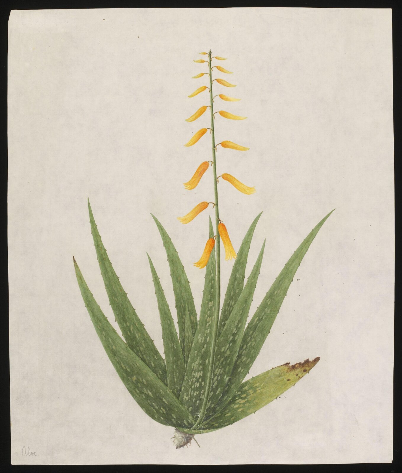 Watercolour drawing, first quarter 19th century