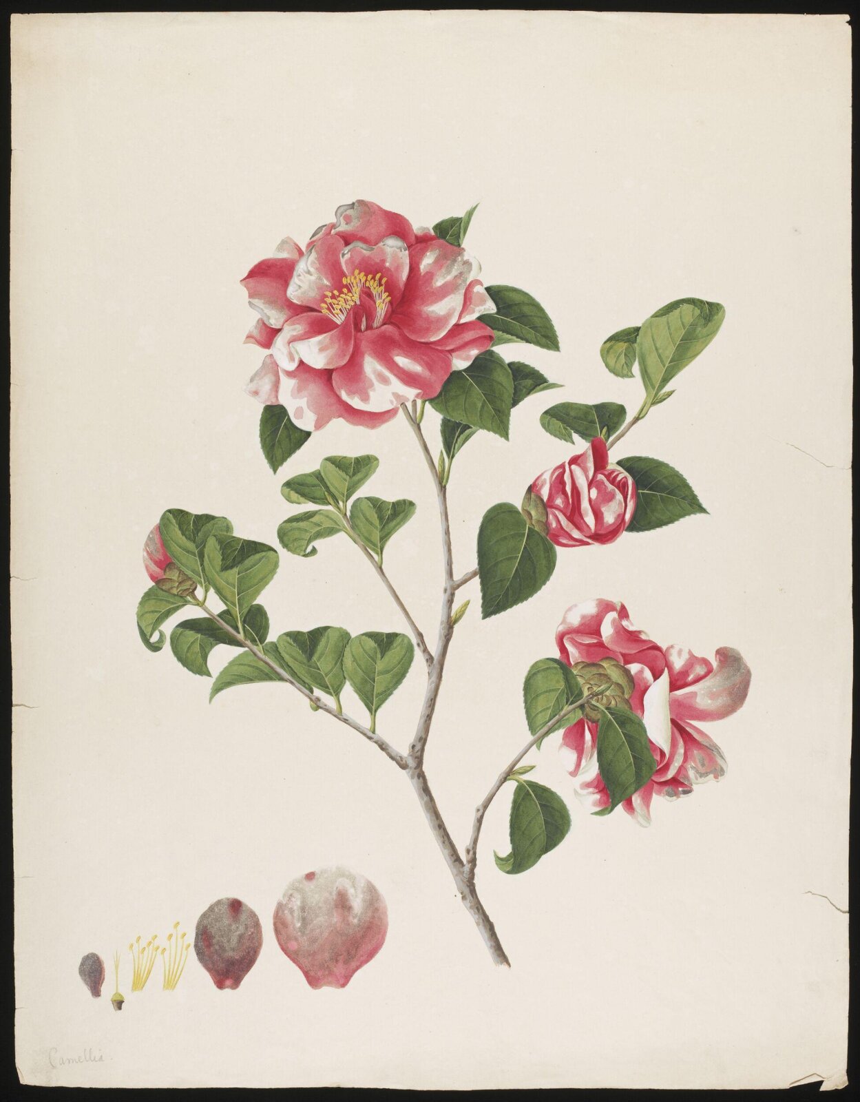 Watercolour drawing, first quarter 19th century