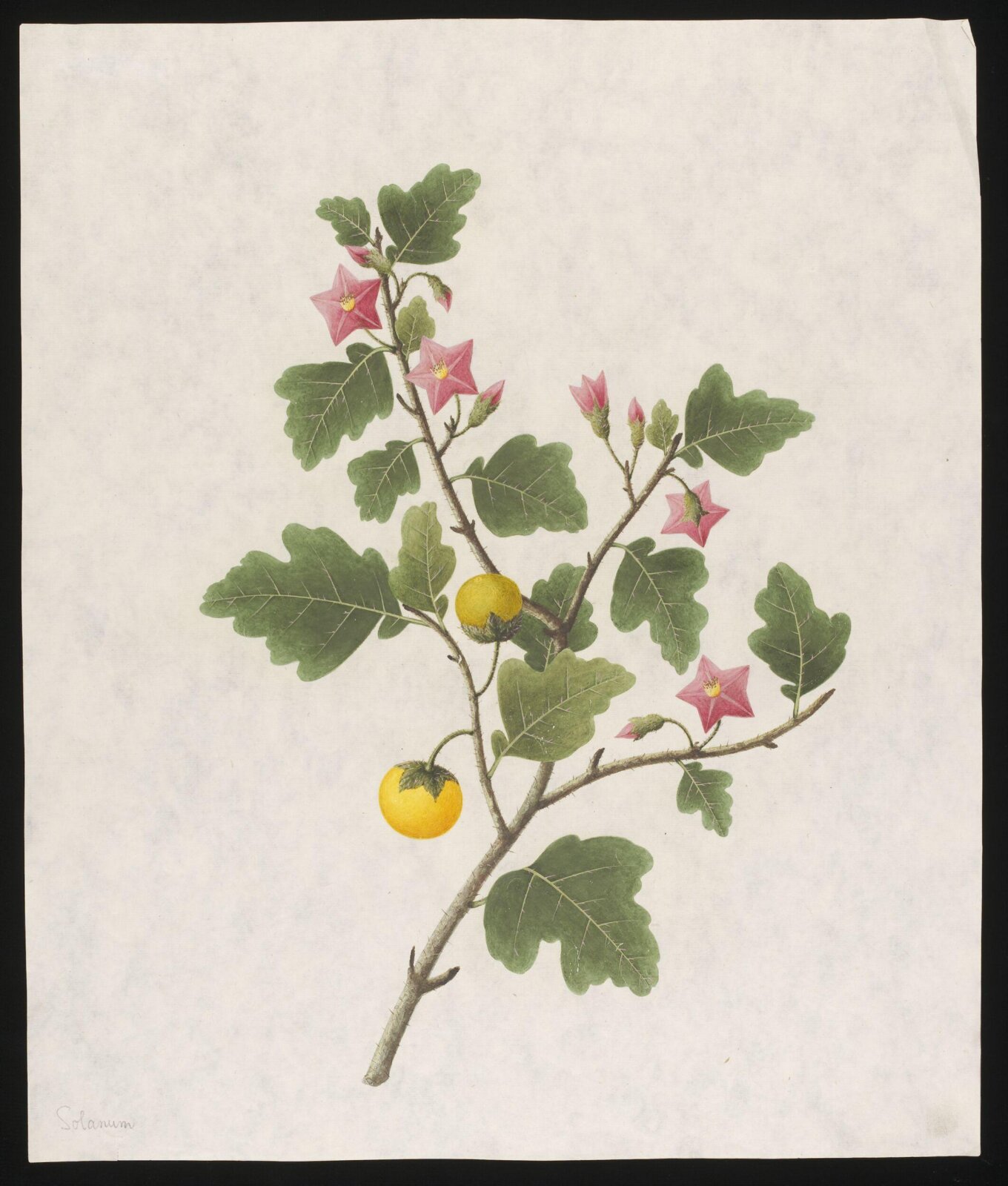 Watercolour drawing, first quarter 19th century