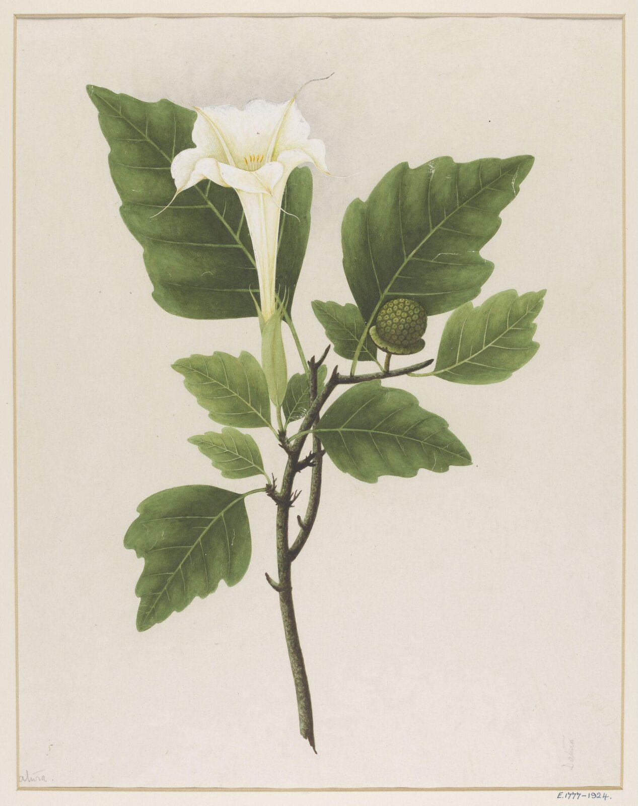 Watercolour drawing, first quarter 19th century