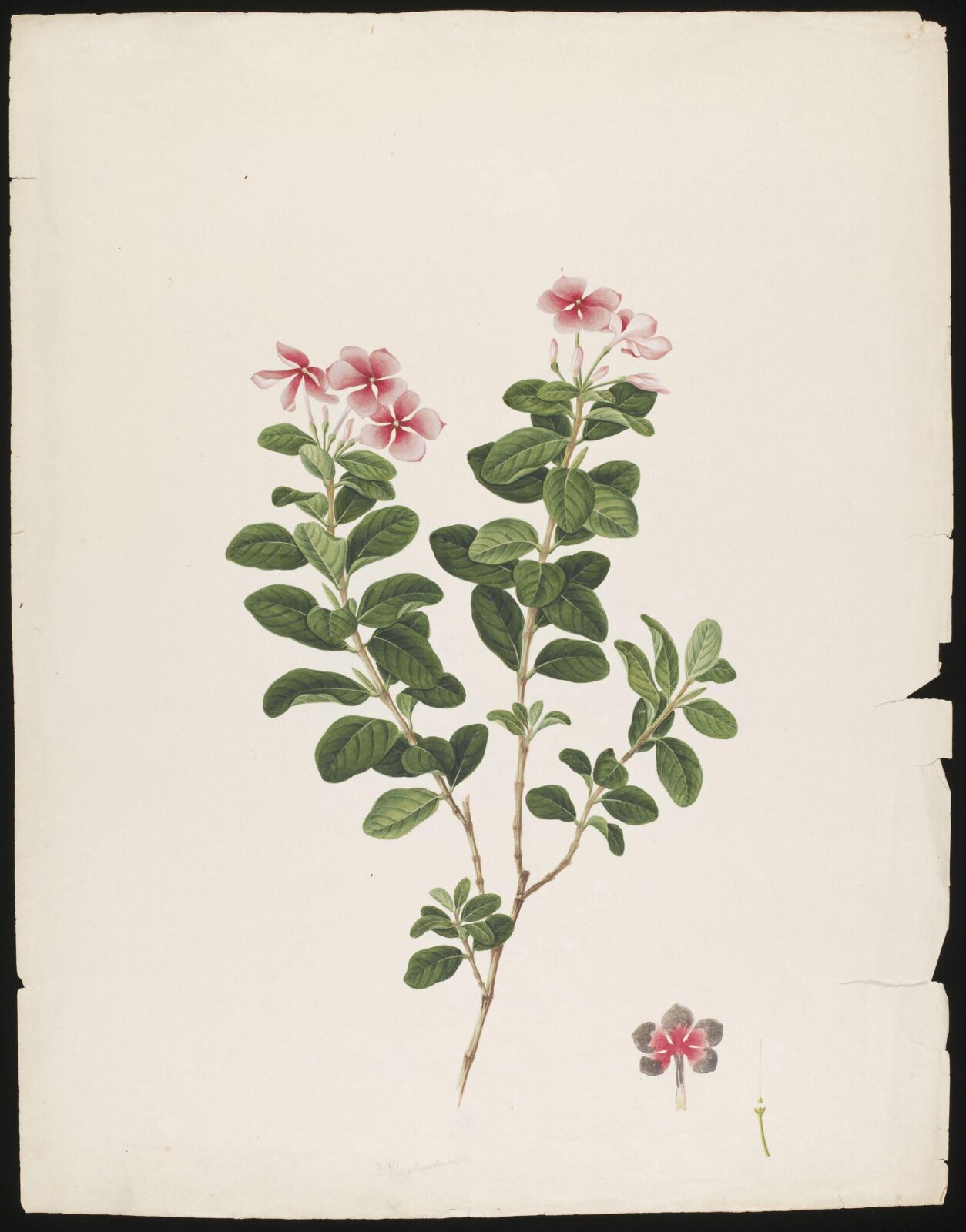 Watercolour drawing, first quarter 19th century