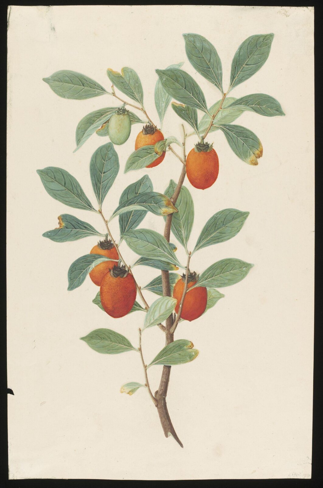 Watercolour drawing, first quarter 19th century