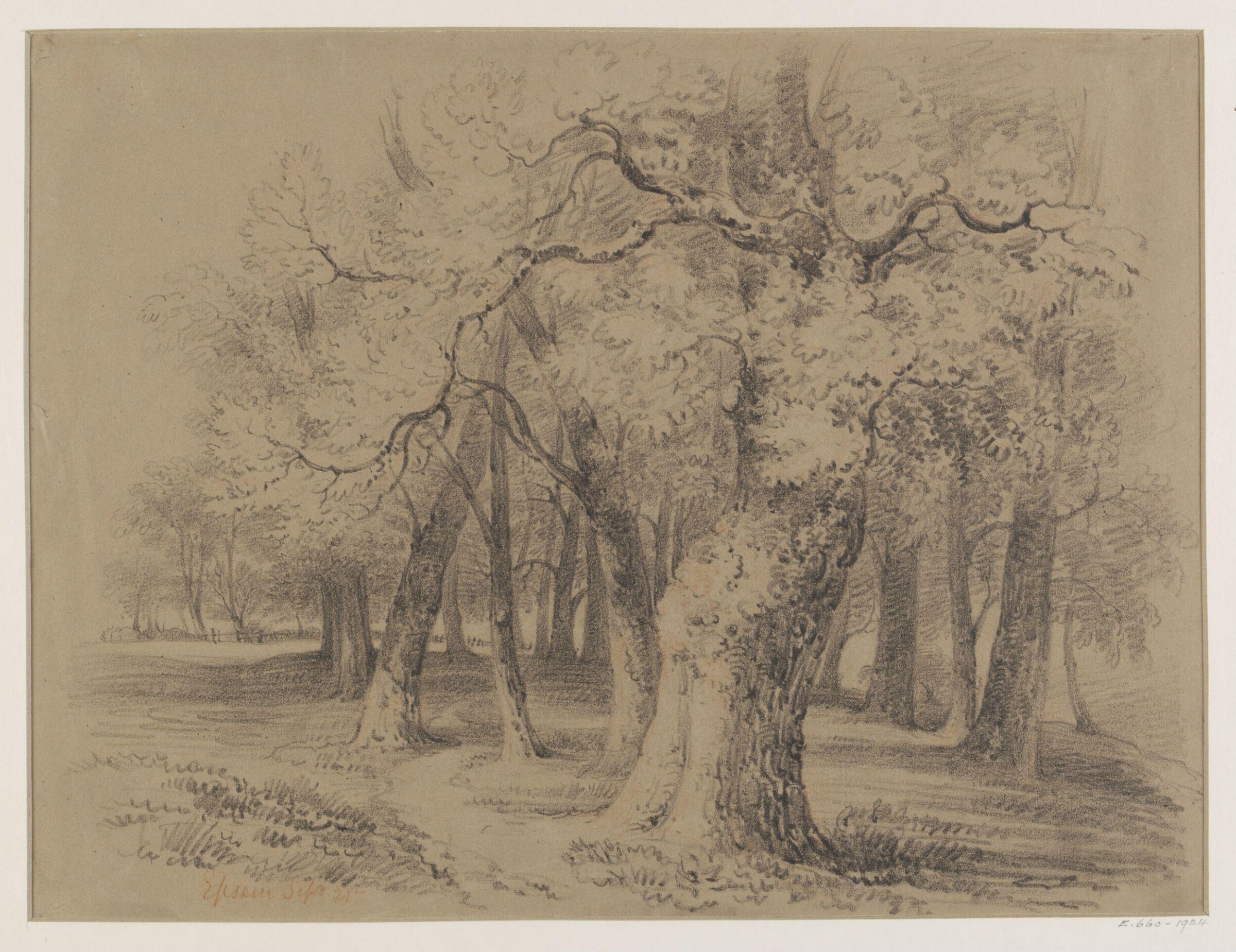 Trees at Epsom, Thomas Maisey, September 1821