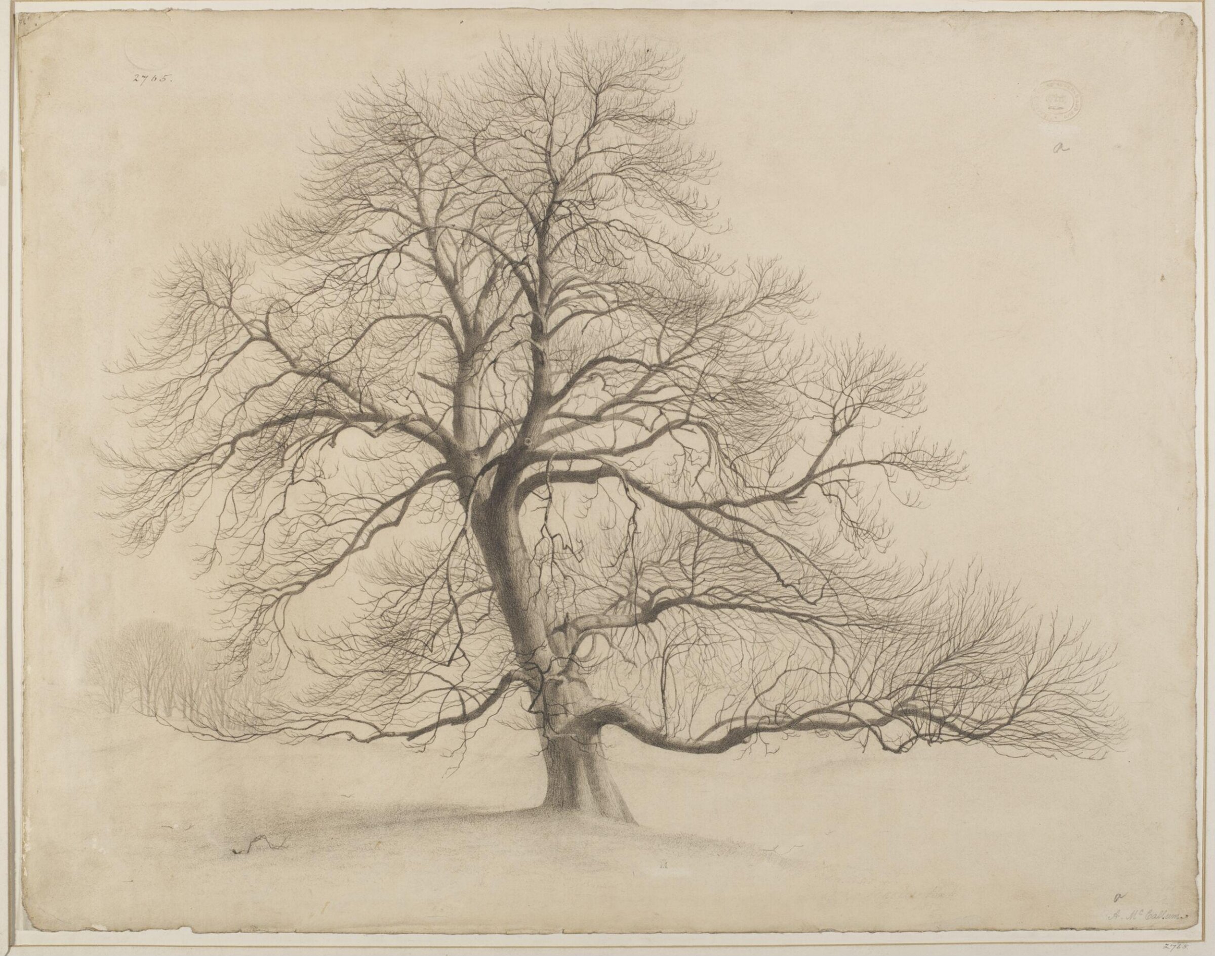 Chestnut tree in Hagley Park, Andrew MacCallum, c. 1850-1900