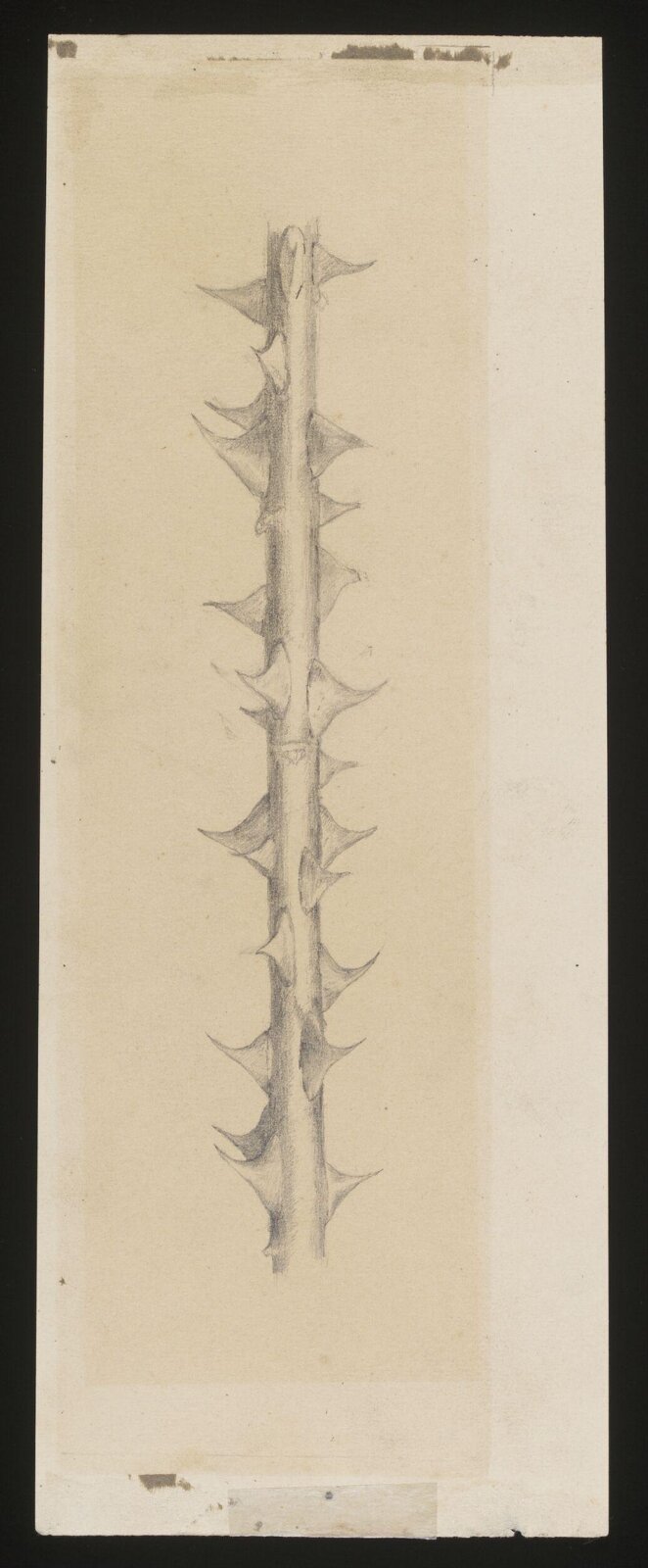 drawing, Christopher Whitworth Whall