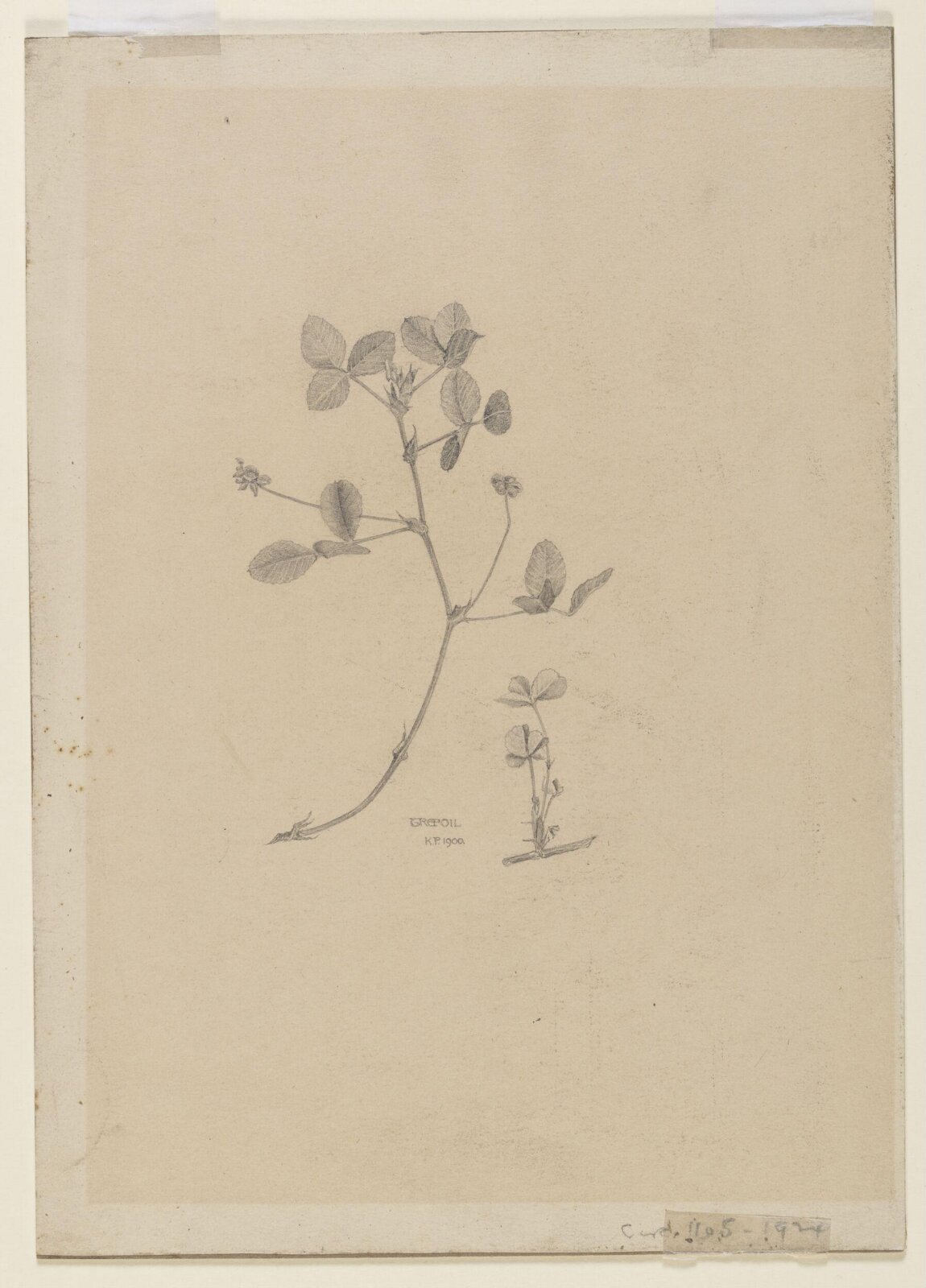 Trefoil, Karl Parsons, 1900