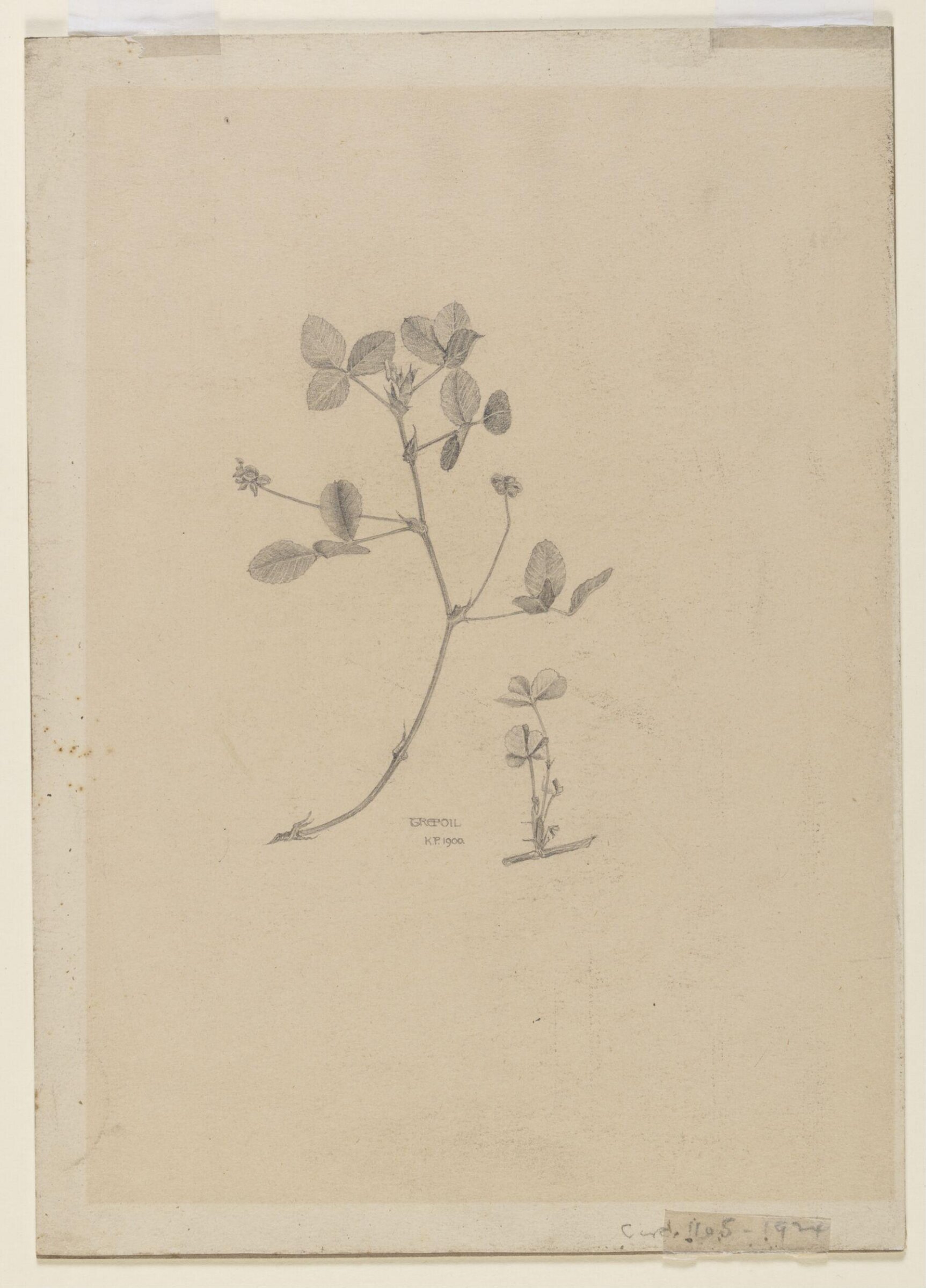 Trefoil, Karl Parsons, 1900