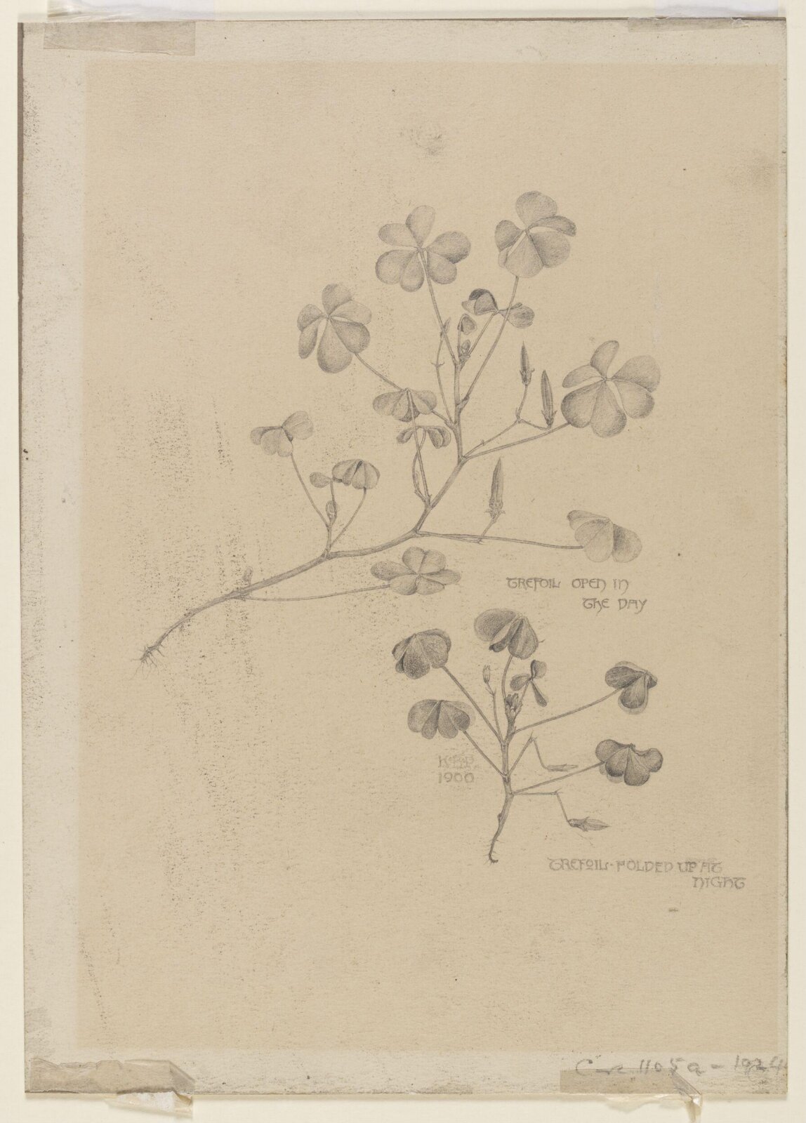 drawing, Karl Parsons