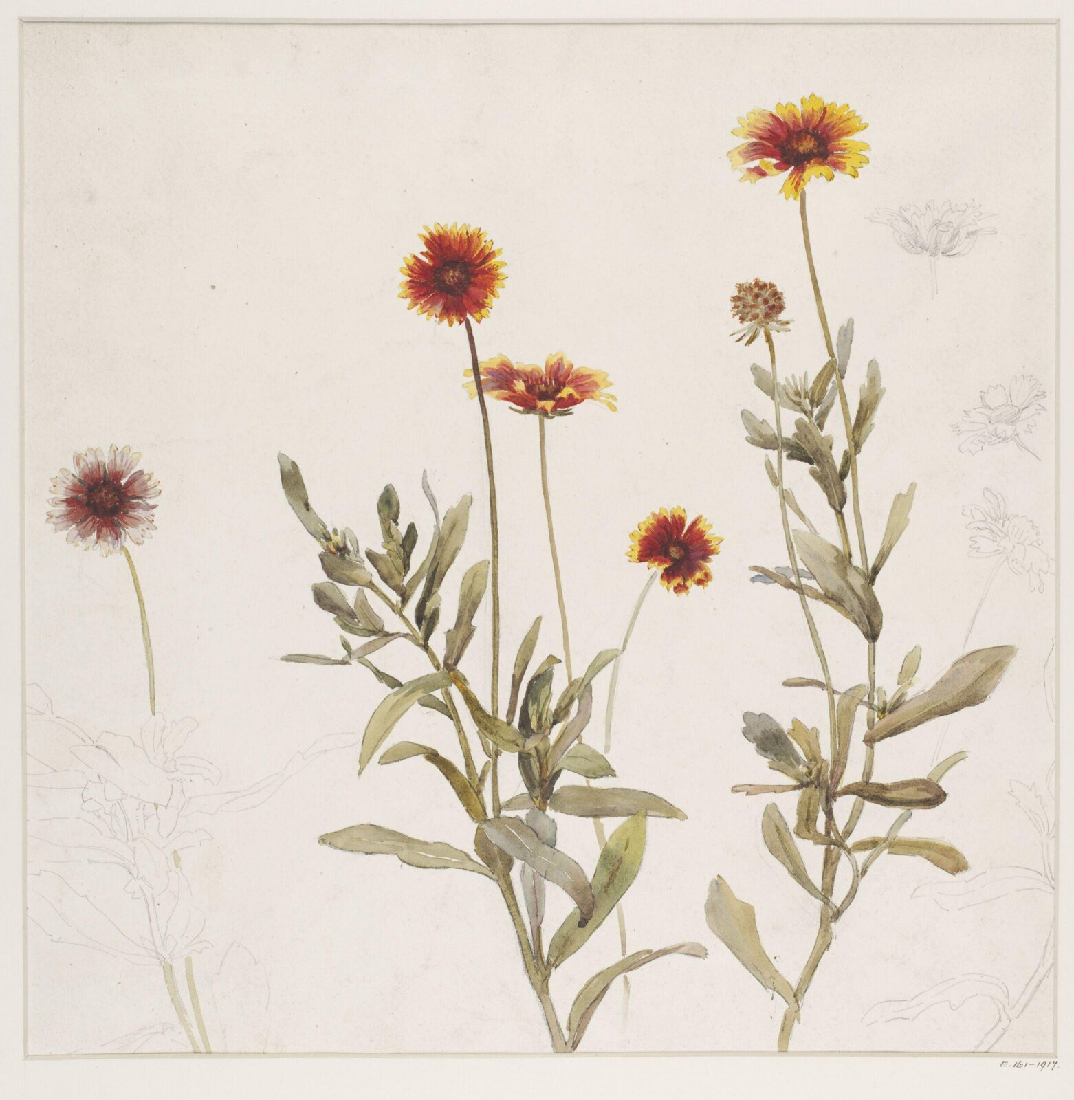 Drawing, Charlotte Horn Spiers, 1873-1914