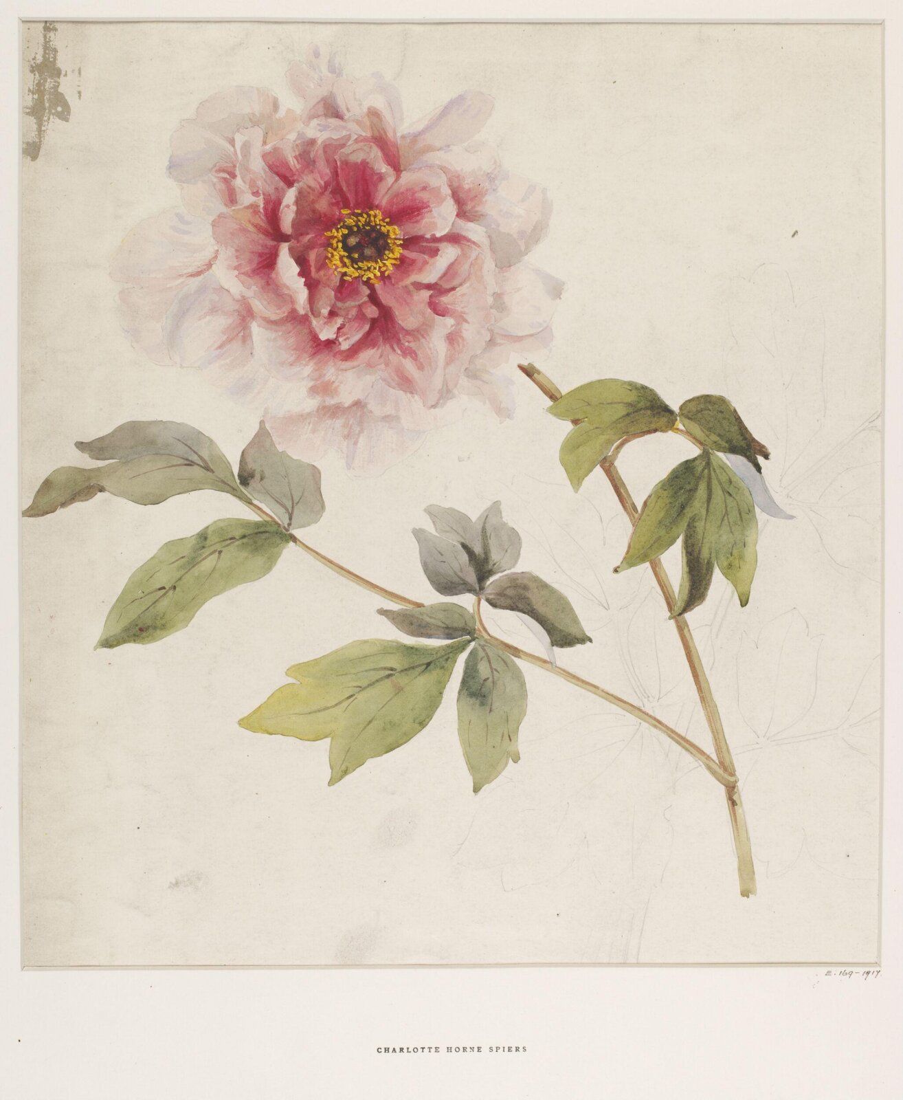 Drawing, Charlotte Horn Spiers, 1873-1914