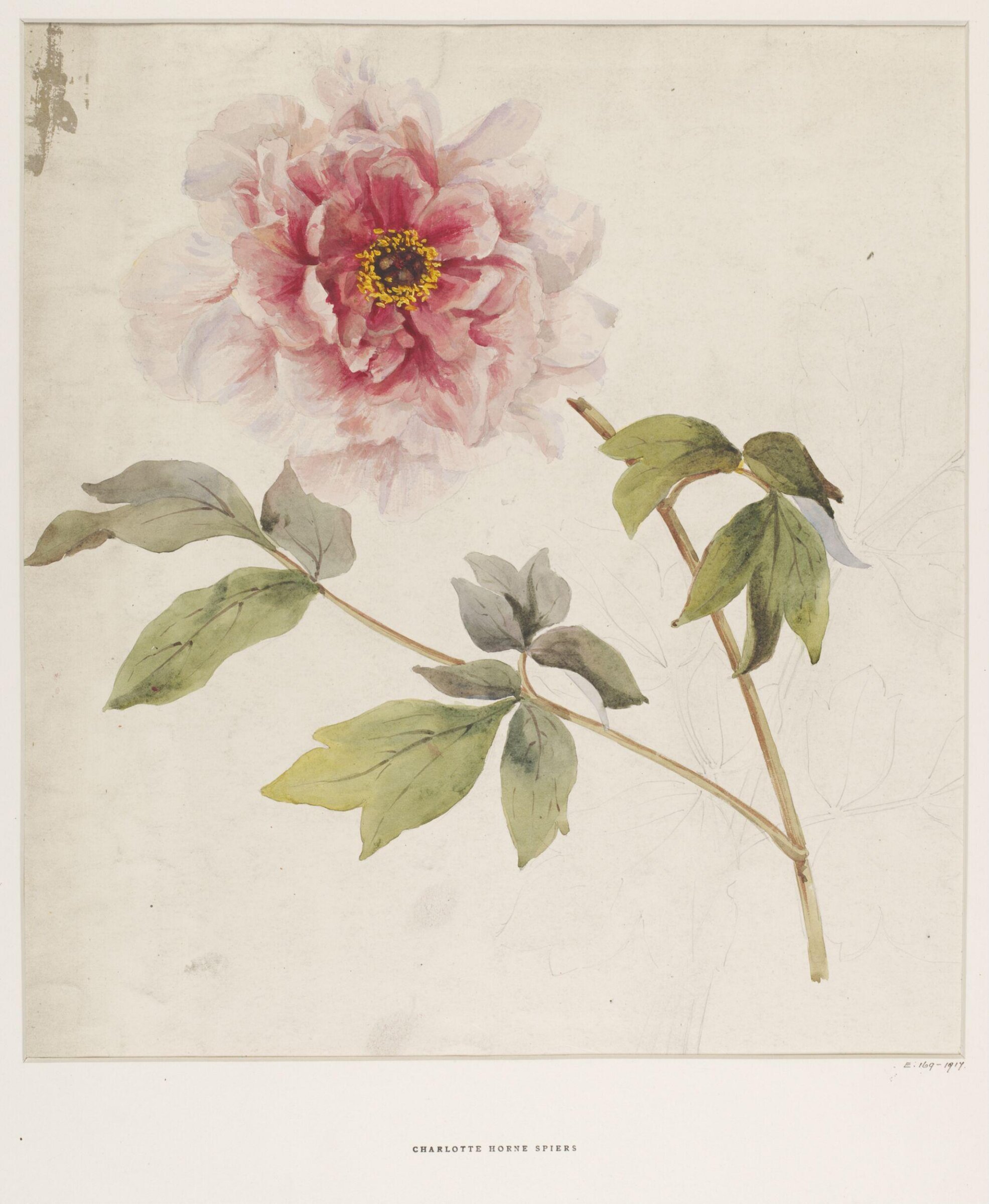Drawing, Charlotte Horn Spiers, 1873-1914
