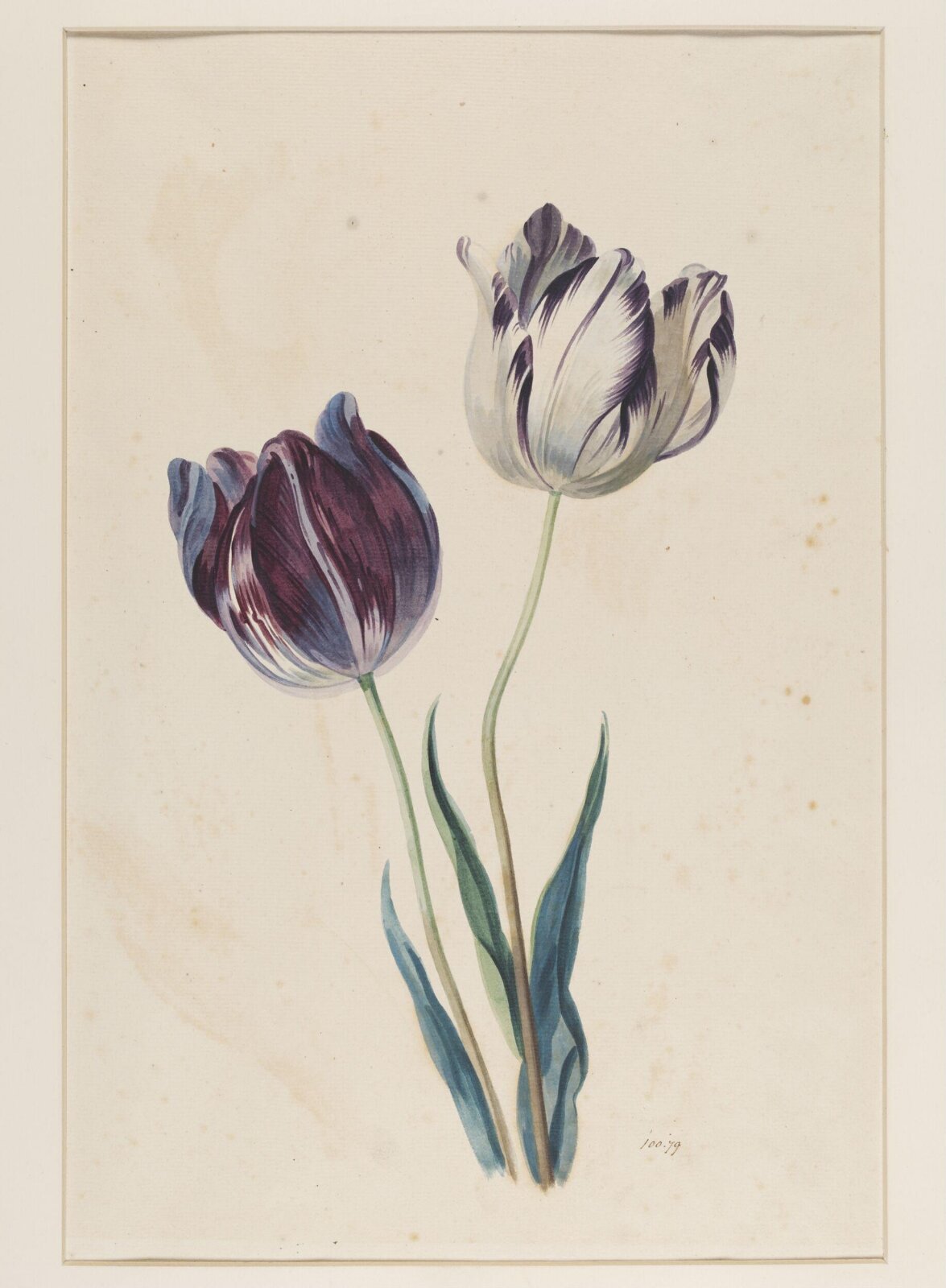 Study of a tulip, Mary Moser, ca. 1764-1800