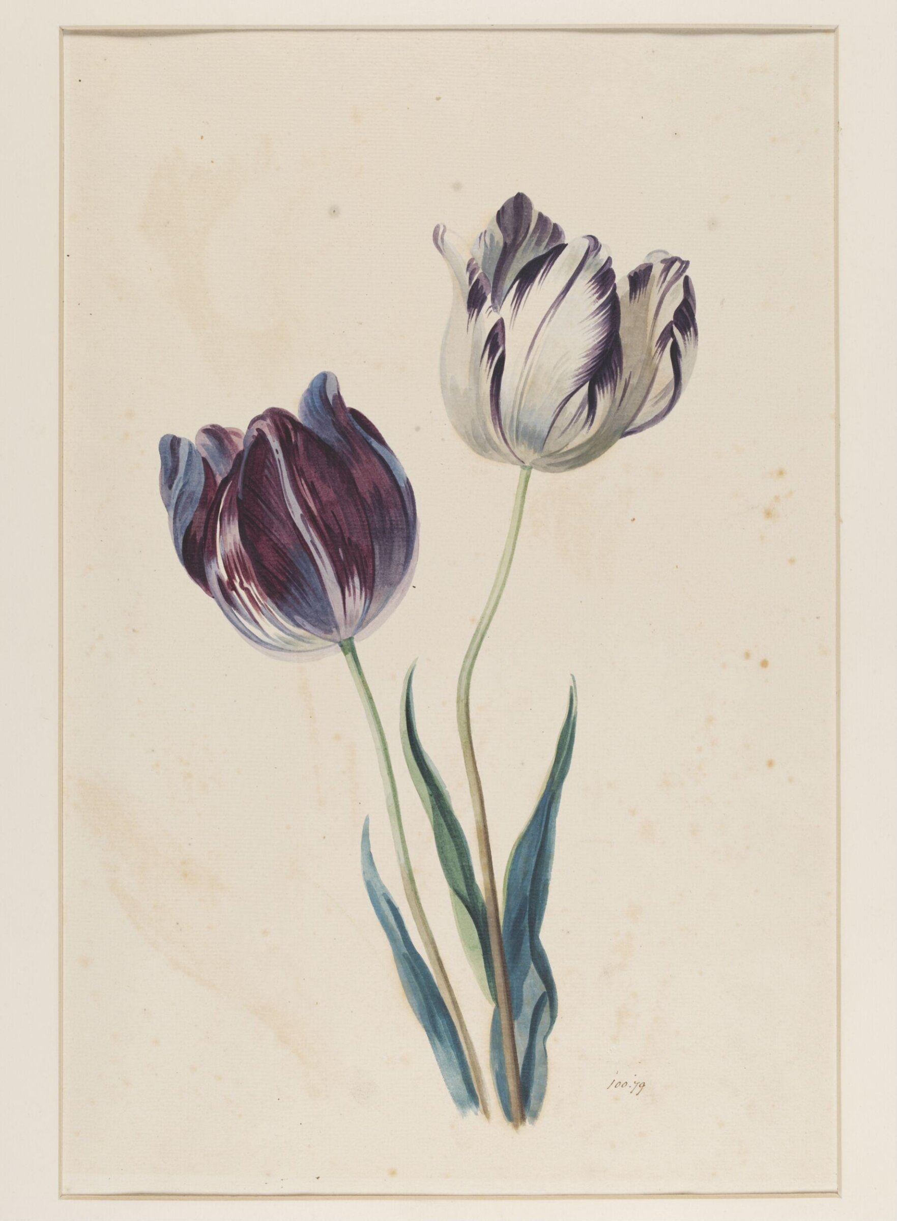 Study of a tulip, Mary Moser, ca. 1764-1800