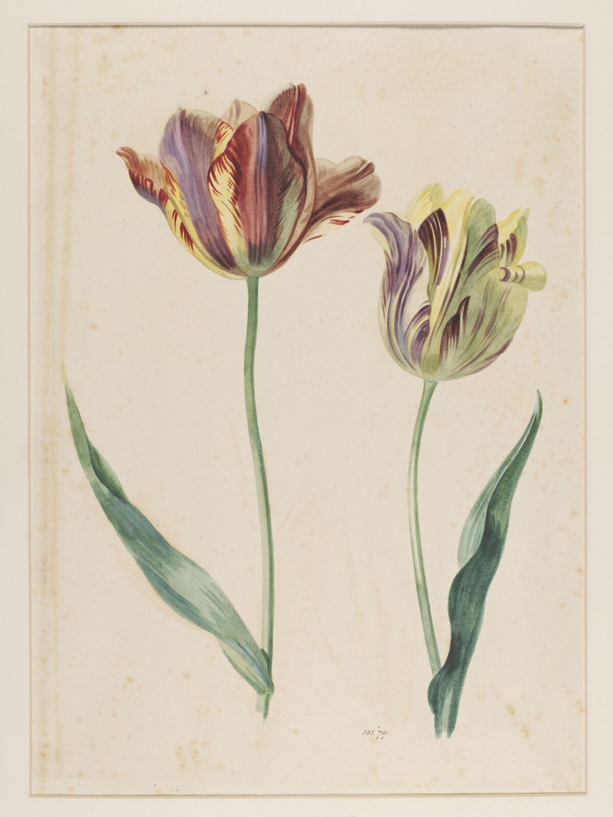 Study of a tulip, Mary Moser, ca. 1764-1800