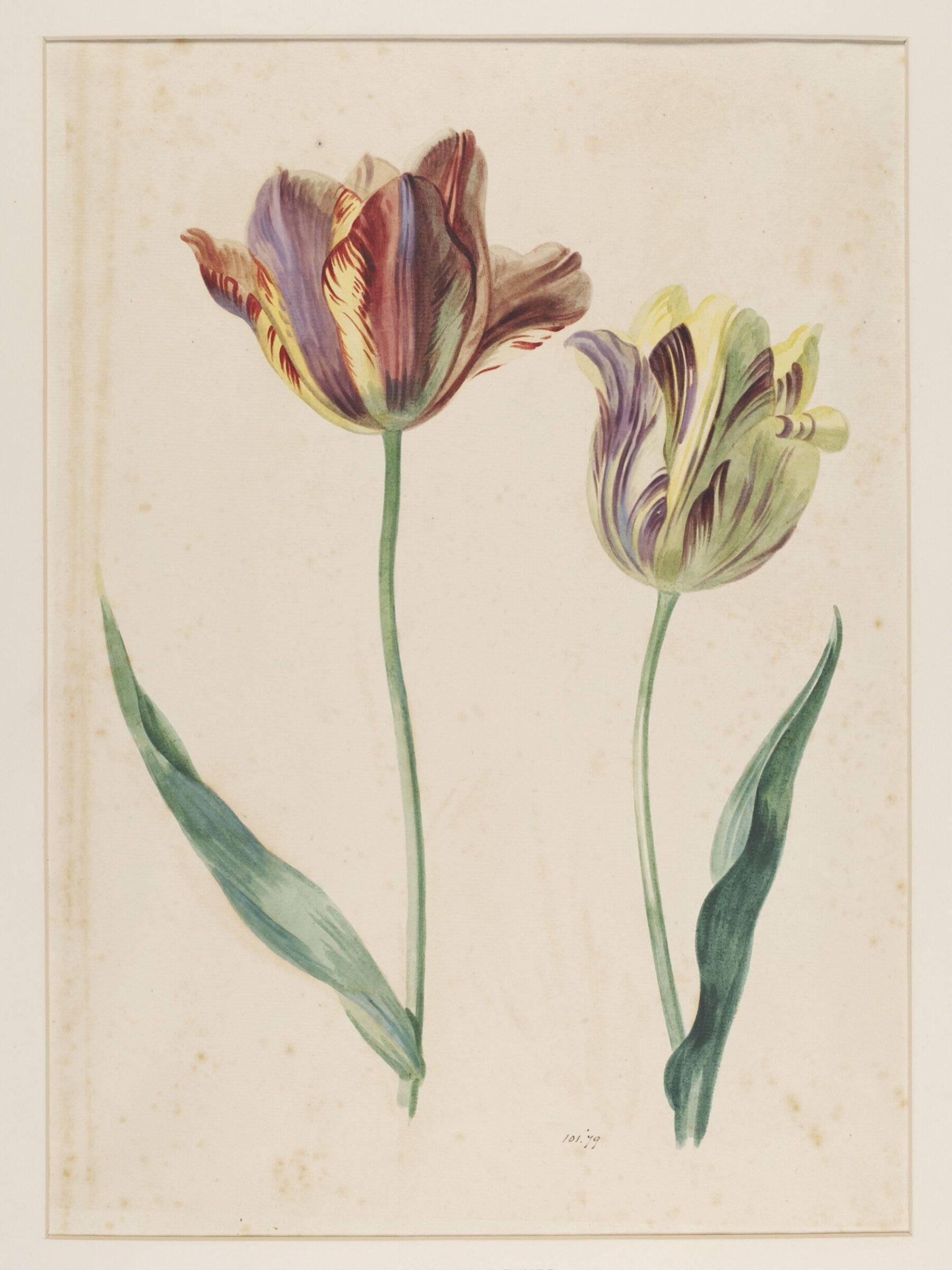 Study of a tulip, Mary Moser, ca. 1764-1800